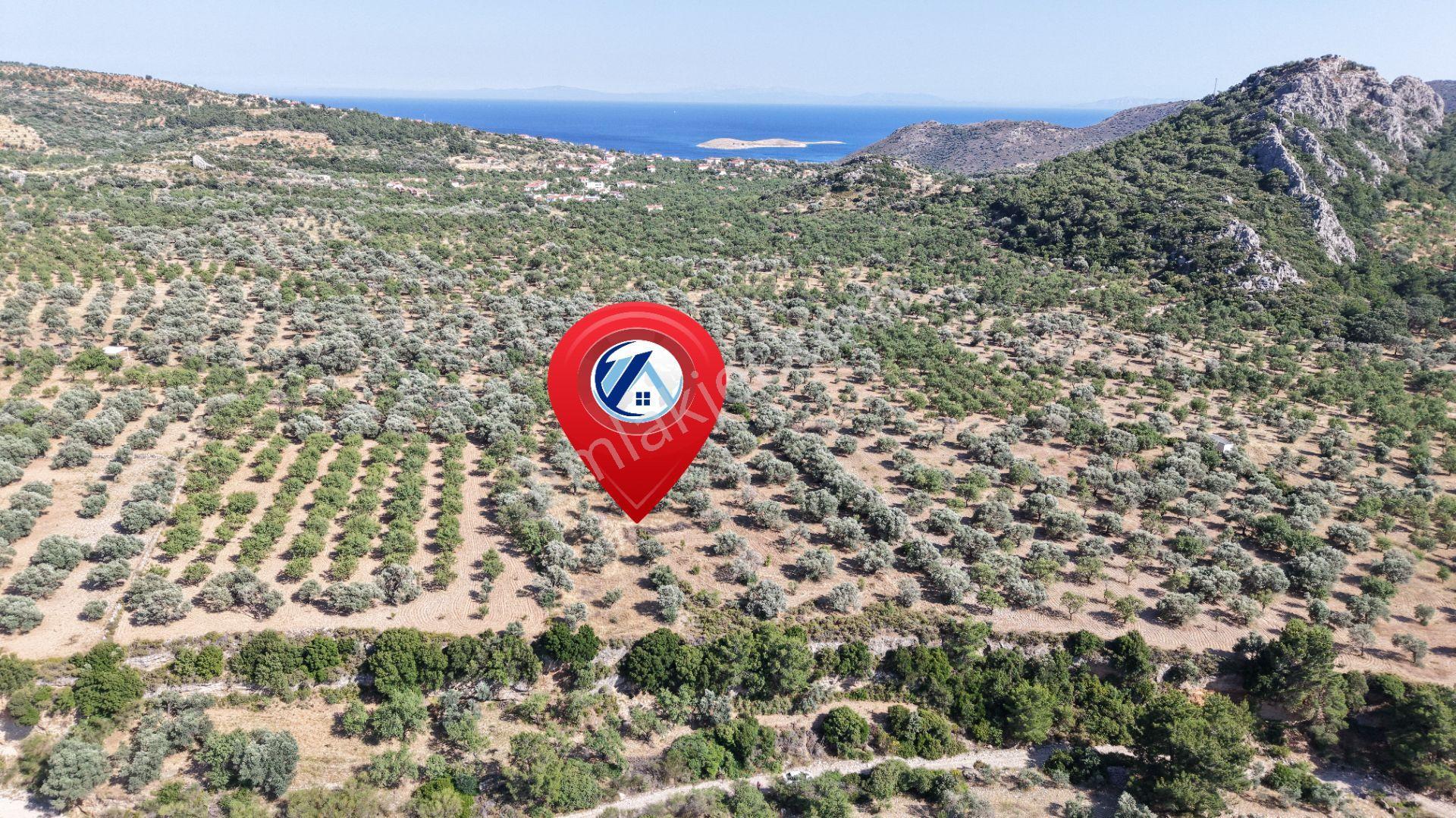 Datça Yaka Kumyerde Satılık 2.090m² Zeytinlik - Görsel 7