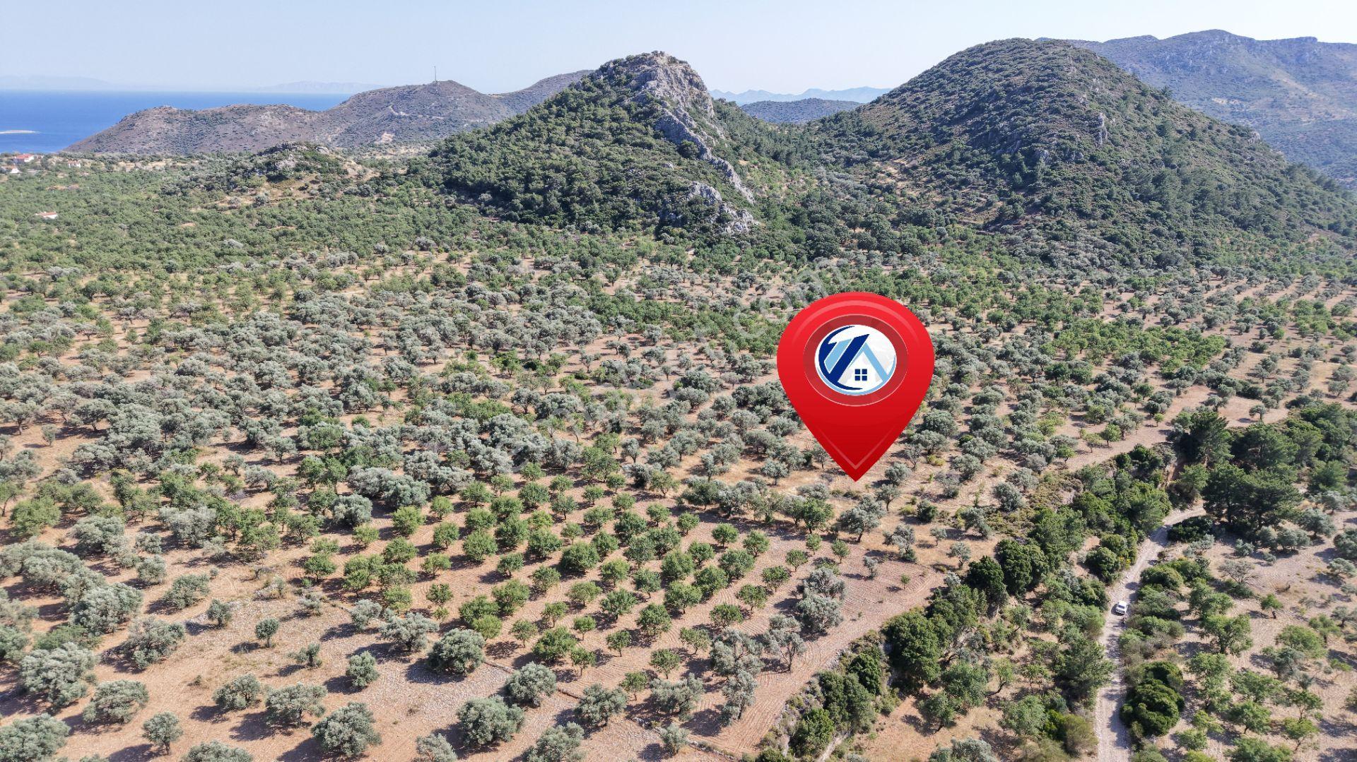 Datça Yaka Kumyerde Satılık 2.090m² Zeytinlik - Görsel 11