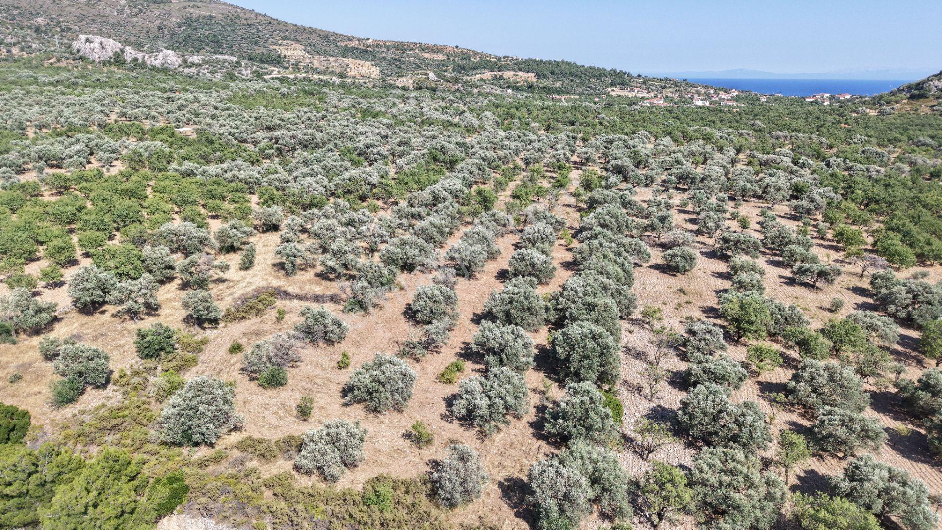 Datça Yaka Kumyerde Satılık 2.090m² Zeytinlik - Görsel 14