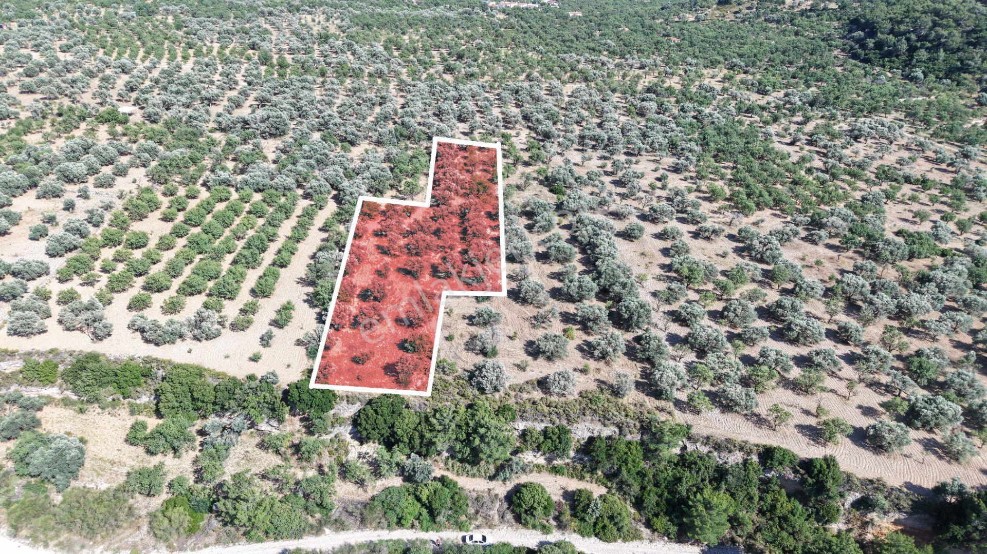 Datça Yaka Kumyerde Satılık 2.090m² Zeytinlik
