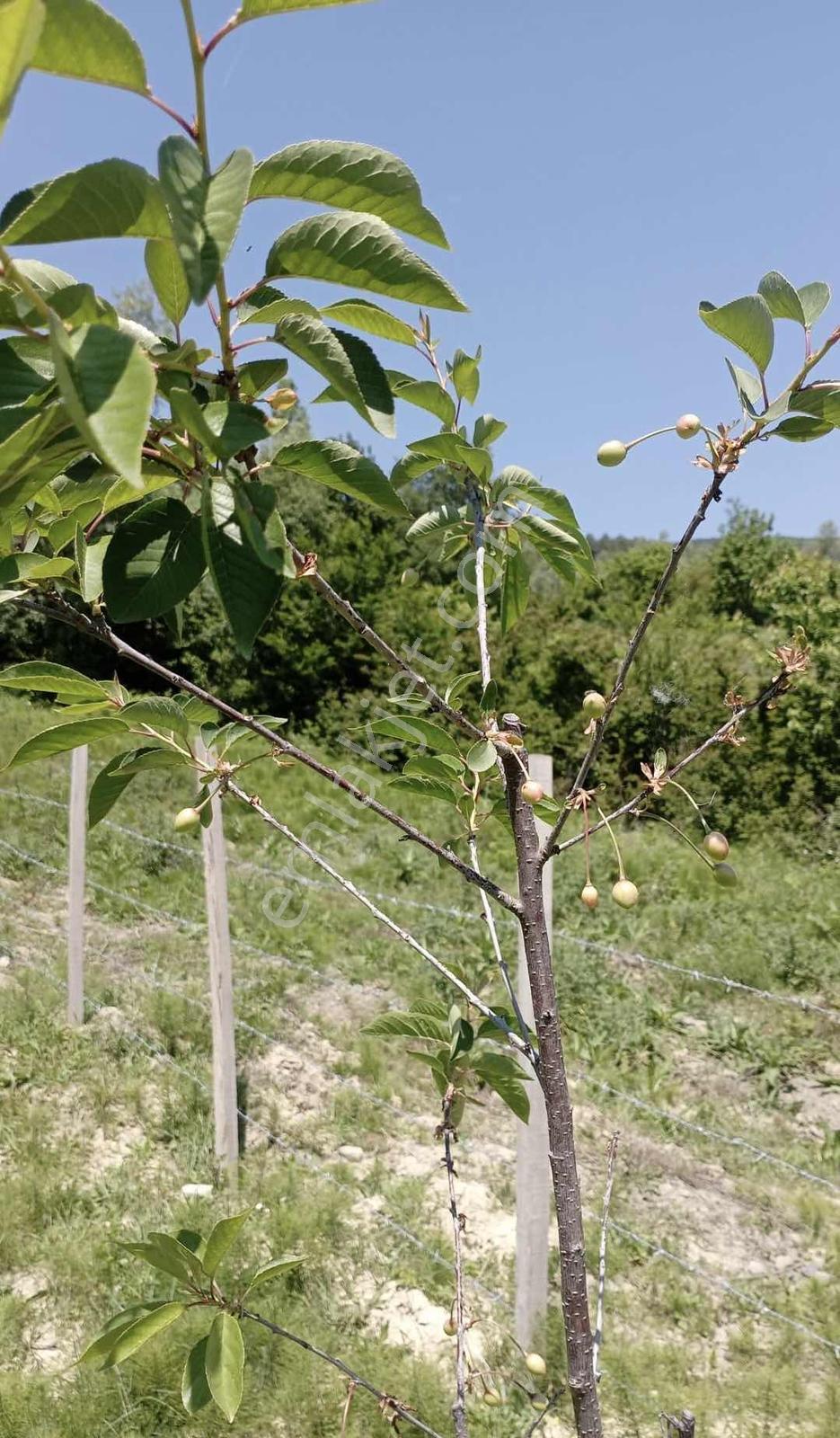 R.wbeta Atakum Meyvalı'da Yüksek Prim Yapacak Fırsat 425m² Arsa - Görsel 5