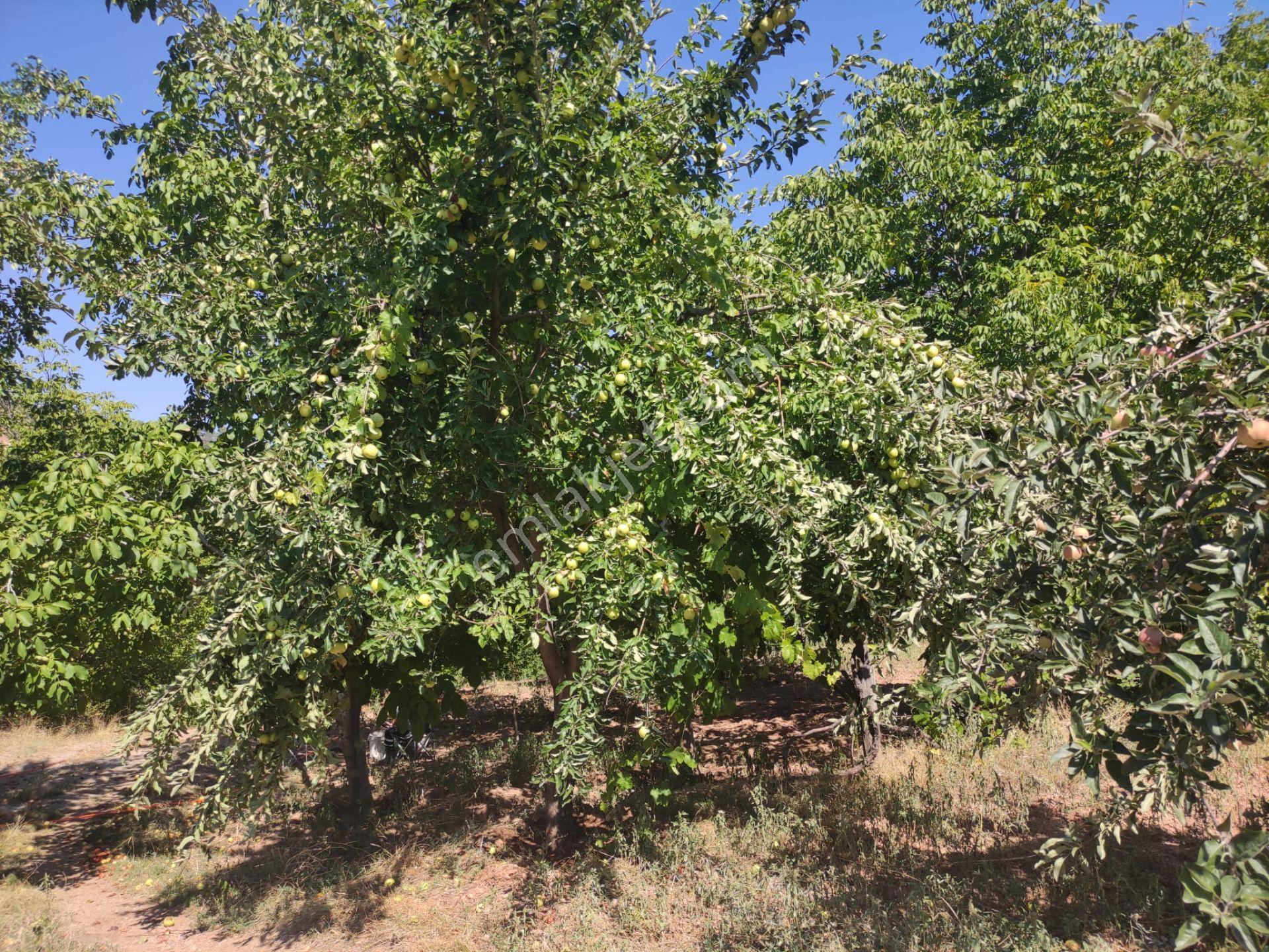 Çameli, Cevizli De 1 546 M2 Taş Köy Evi Ve Müstakil Arsa Acil Satılık - Görsel 9
