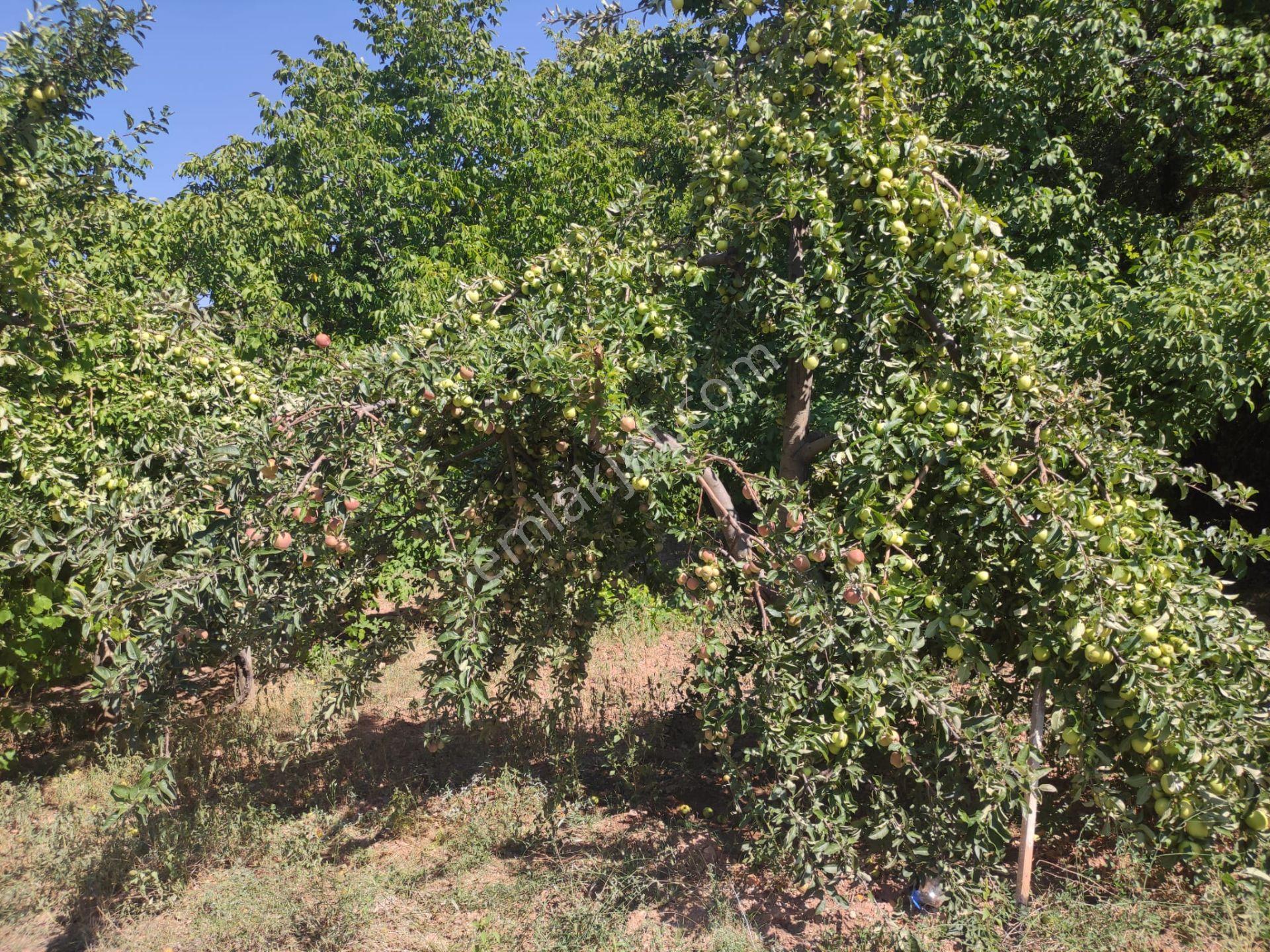 Çameli, Cevizli De 1 546 M2 Taş Köy Evi Ve Müstakil Arsa Acil Satılık - Görsel 10