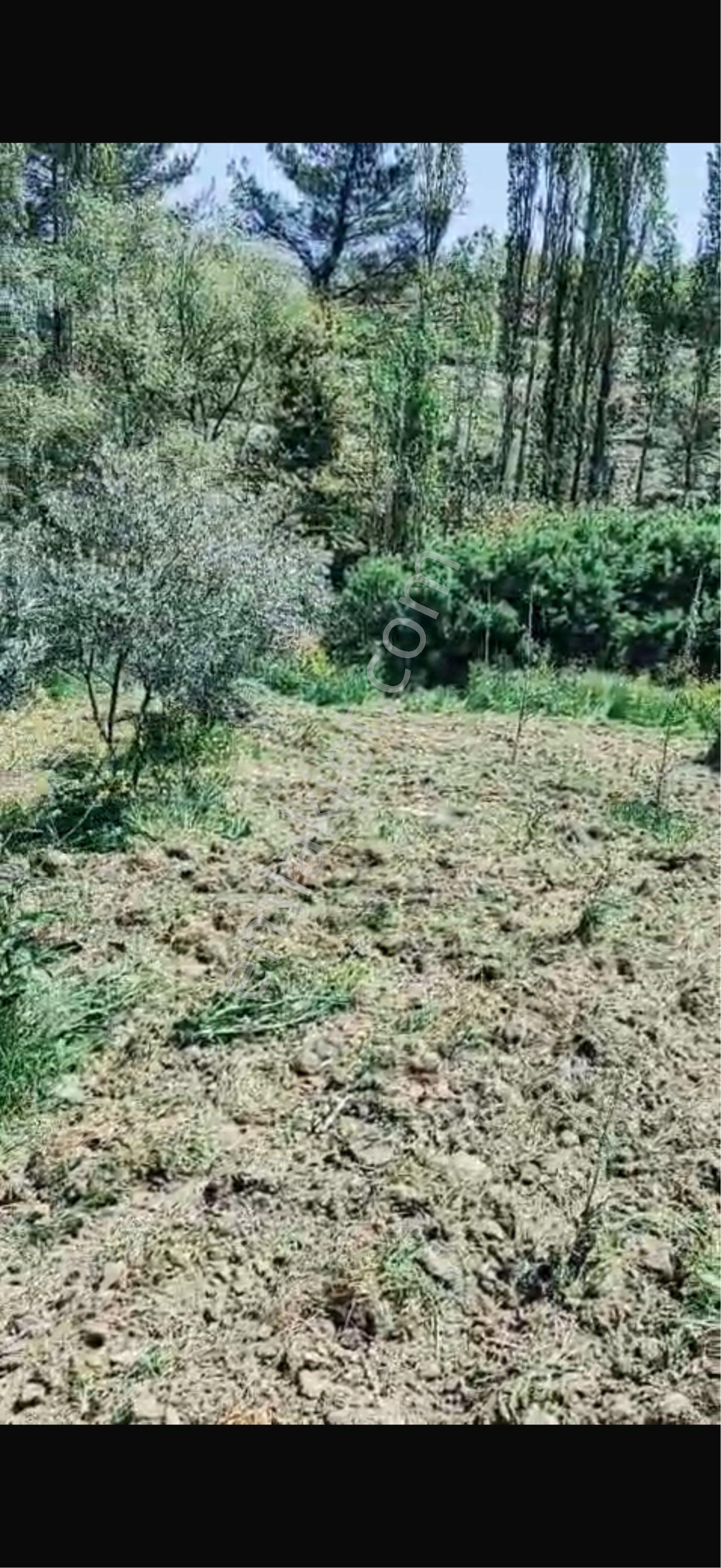 Akhisar Sabancılarda Kelepir Zeytinlik