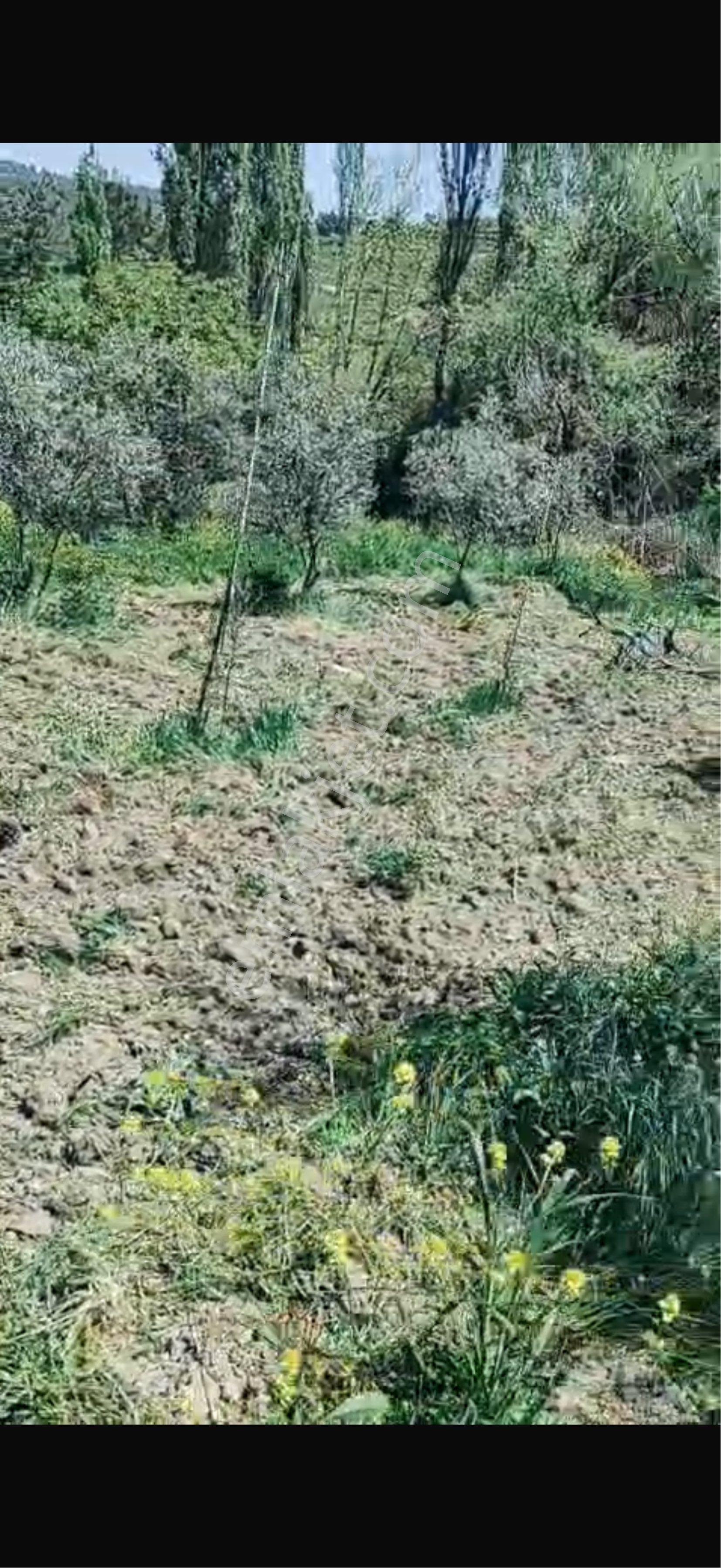 Akhisar Sabancılarda Kelepir Zeytinlik - Görsel 2