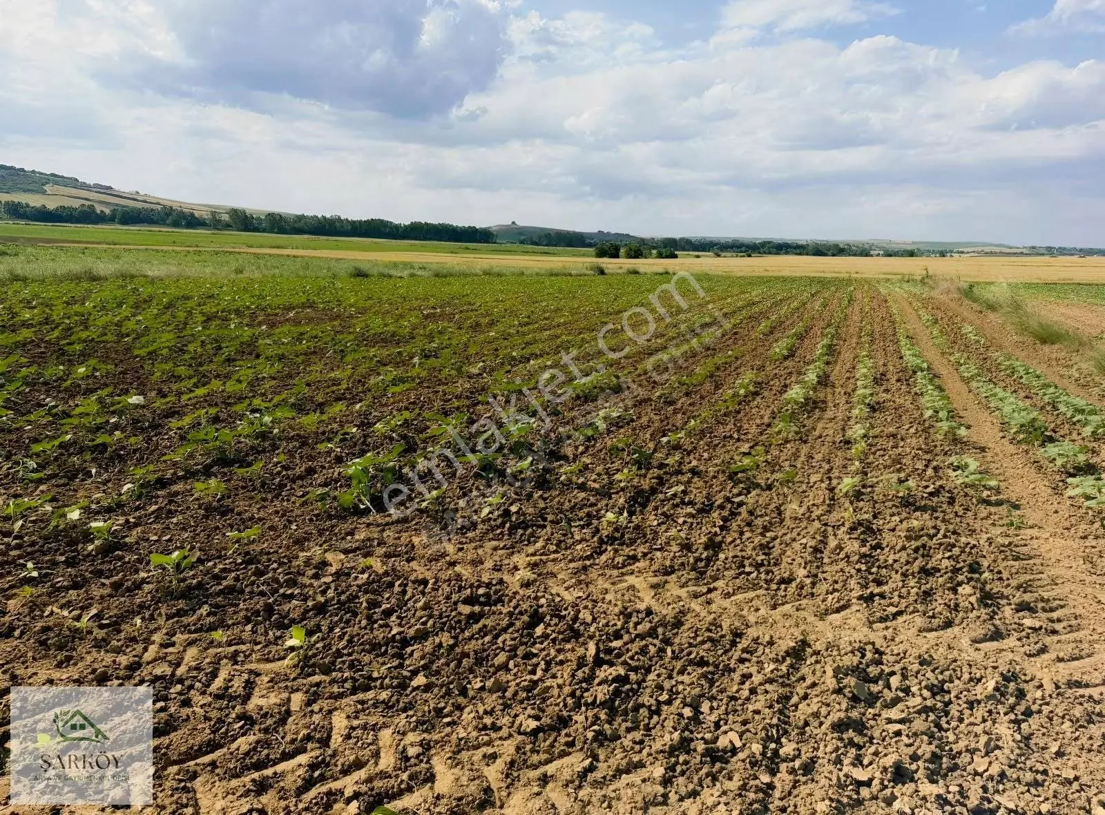 Tekirdağ Selçuk Mahallesinde Satılık Tarla - Görsel 4