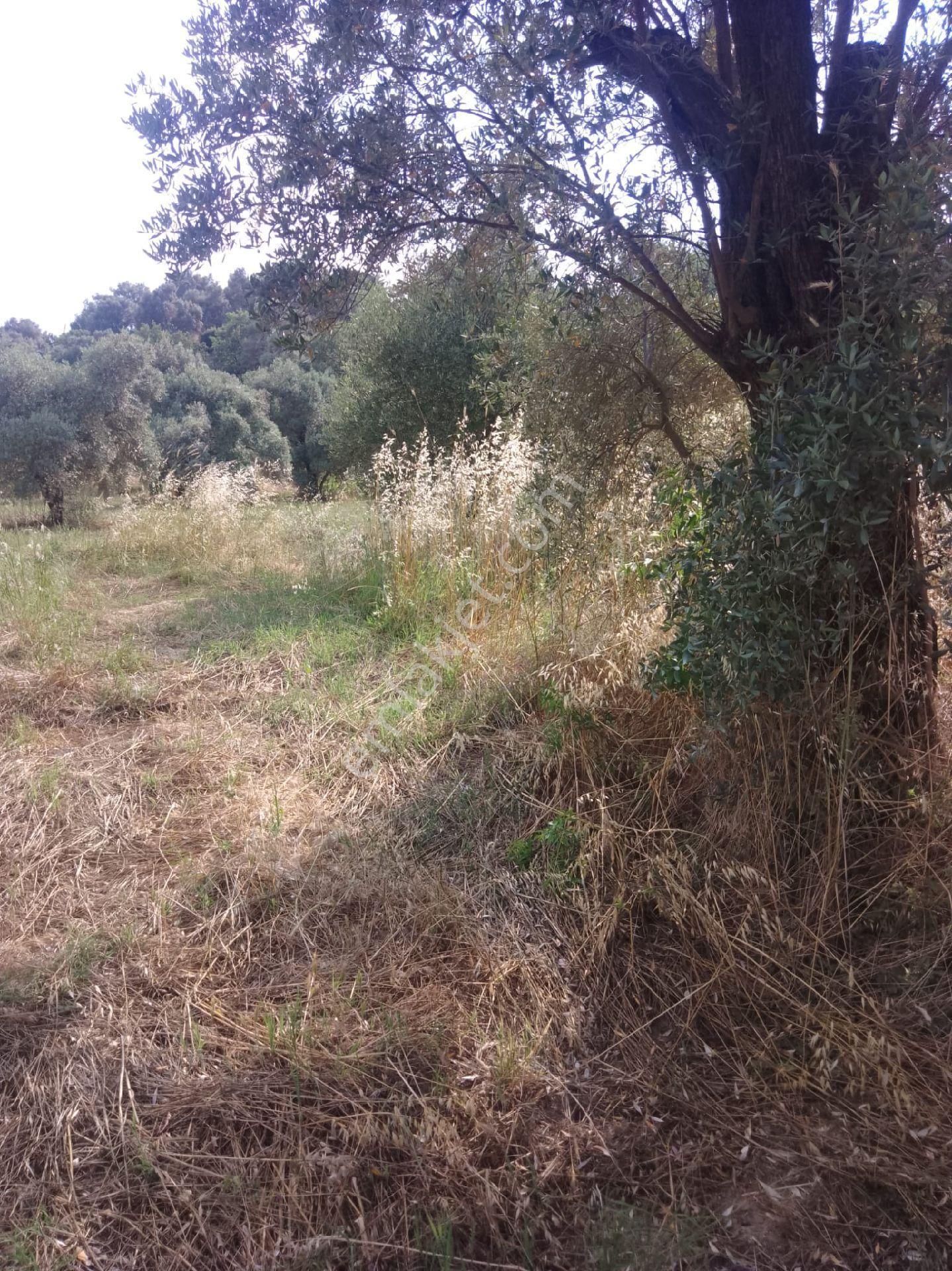 🌳 Nazilli Hasköy'de Yatırımlık, Yan Yana 3 Parsel Zeytinlik Fırsatı! 🌳 - Görsel 7