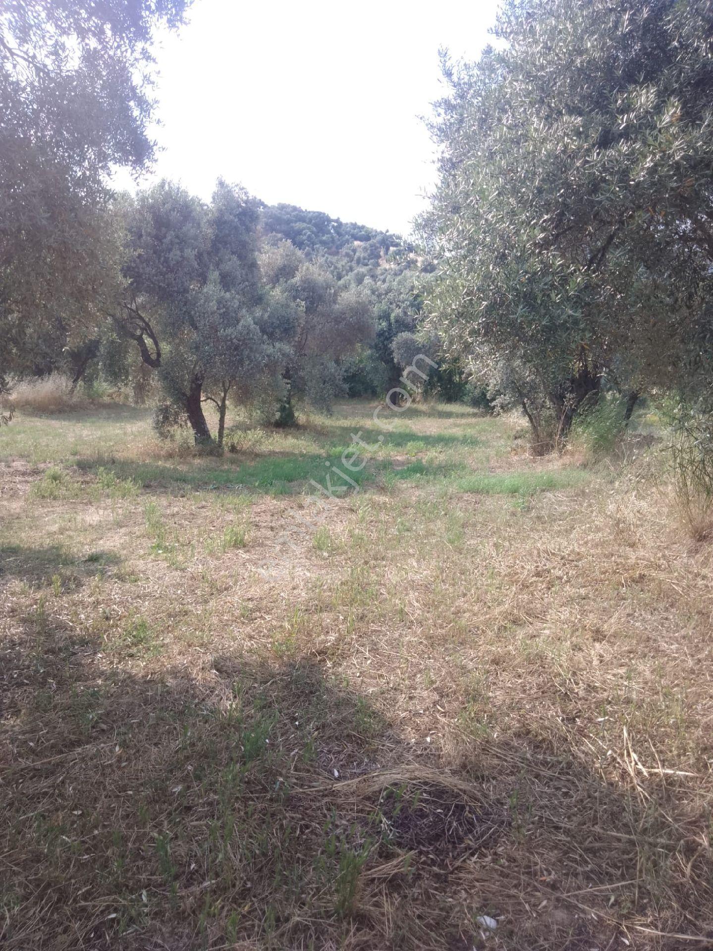 🌳 Nazilli Hasköy'de Yatırımlık, Yan Yana 3 Parsel Zeytinlik Fırsatı! 🌳 - Görsel 12