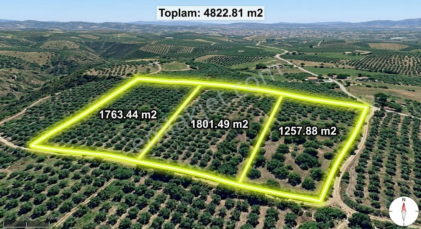 🌳 Nazilli Hasköy'de Yatırımlık, Yan Yana 3 Parsel Zeytinlik Fırsatı! 🌳