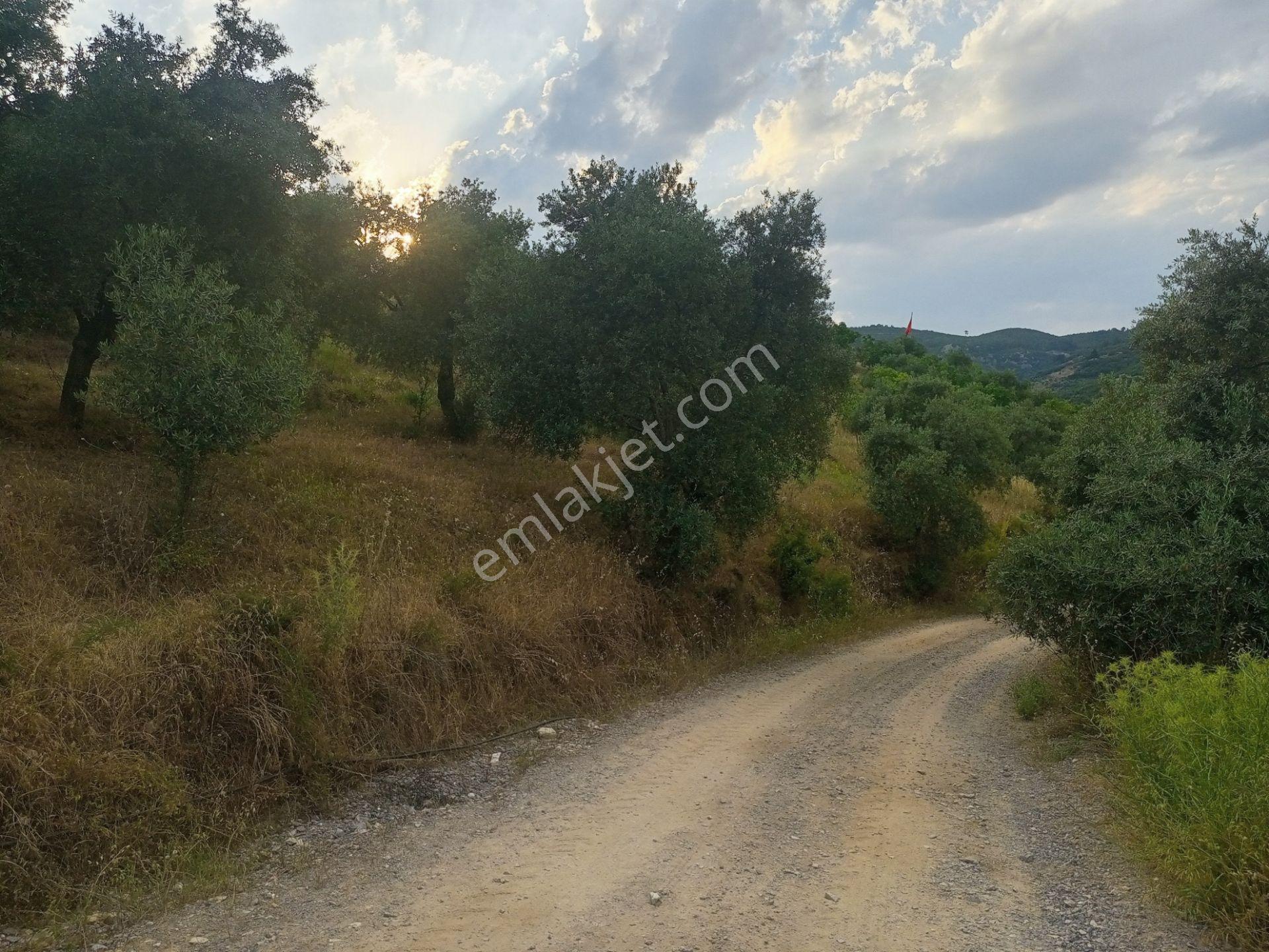 Mis Gibi Temiz Hava Tire Akyurt'ta 2487m2 Tek Tapu Zeytinliğimiz Satılıktır - Görsel 12