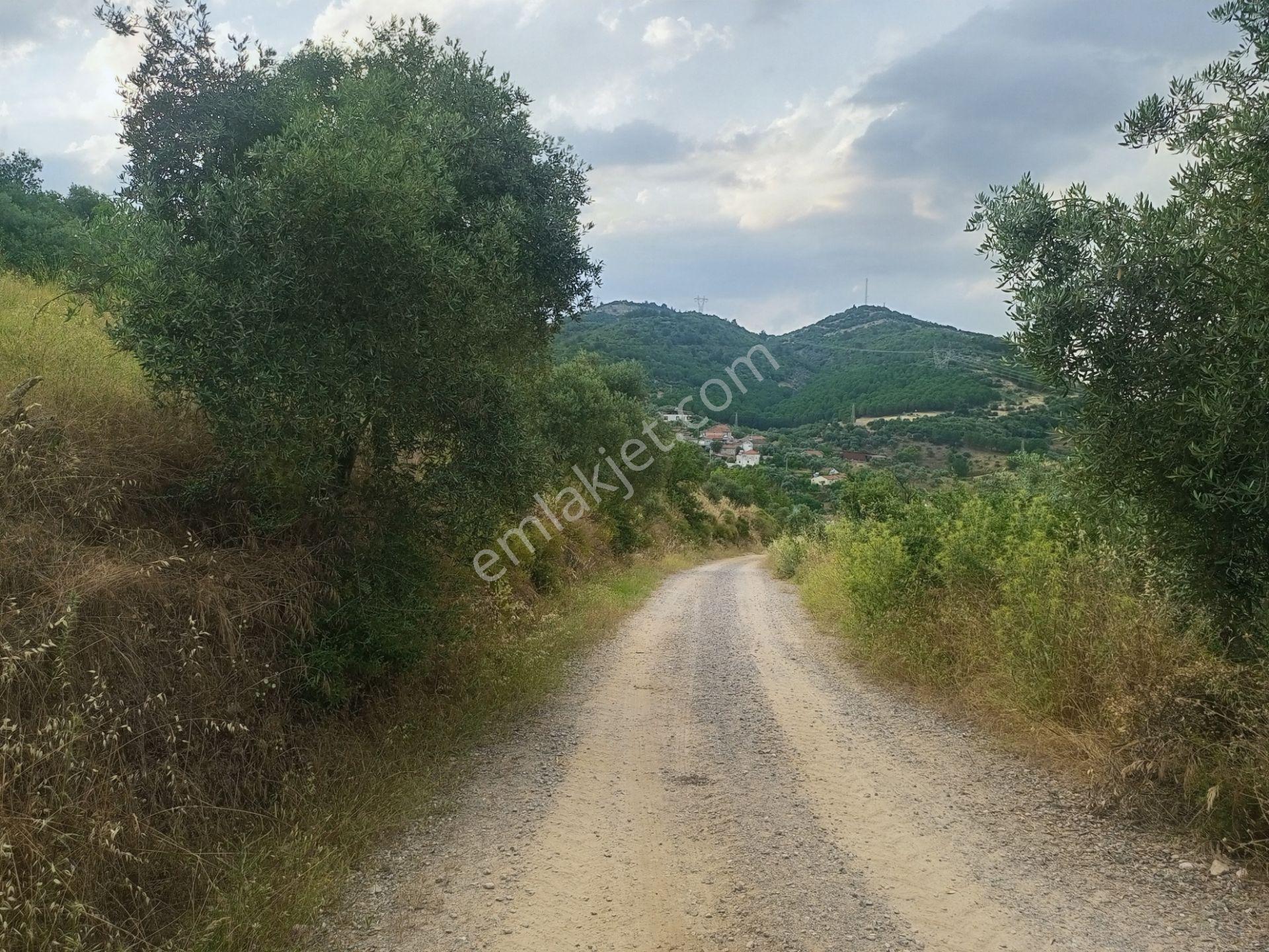 Mis Gibi Temiz Hava Tire Akyurt'ta 2487m2 Tek Tapu Zeytinliğimiz Satılıktır - Görsel 13