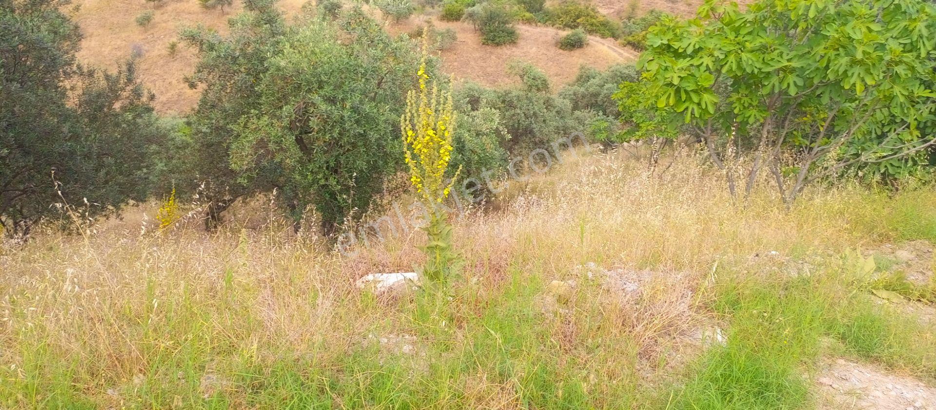 Mis Gibi Temiz Hava Tire Akyurt'ta 2487m2 Tek Tapu Zeytinliğimiz Satılıktır - Görsel 6
