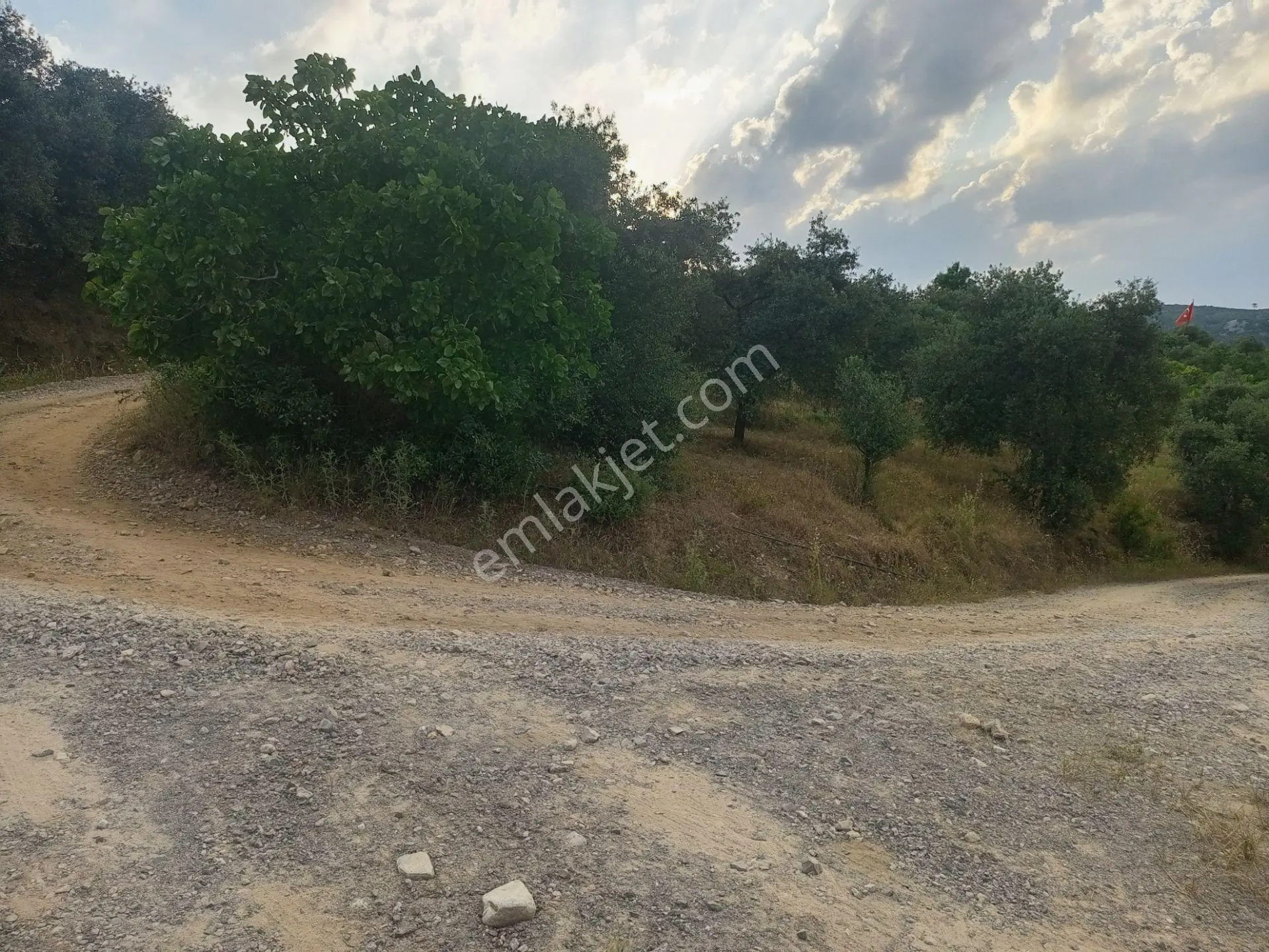 Mis Gibi Temiz Hava Tire Akyurt'ta 2487m2 Tek Tapu Zeytinliğimiz Satılıktır