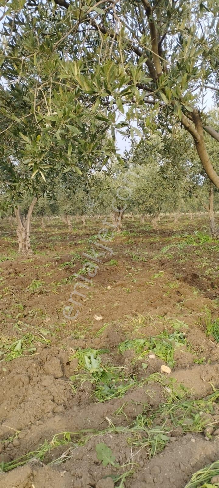 Kırkağaç Şair Eşref Ve Musahoca Mah.de Satılk Zeytin Bahçesi - Görsel 13