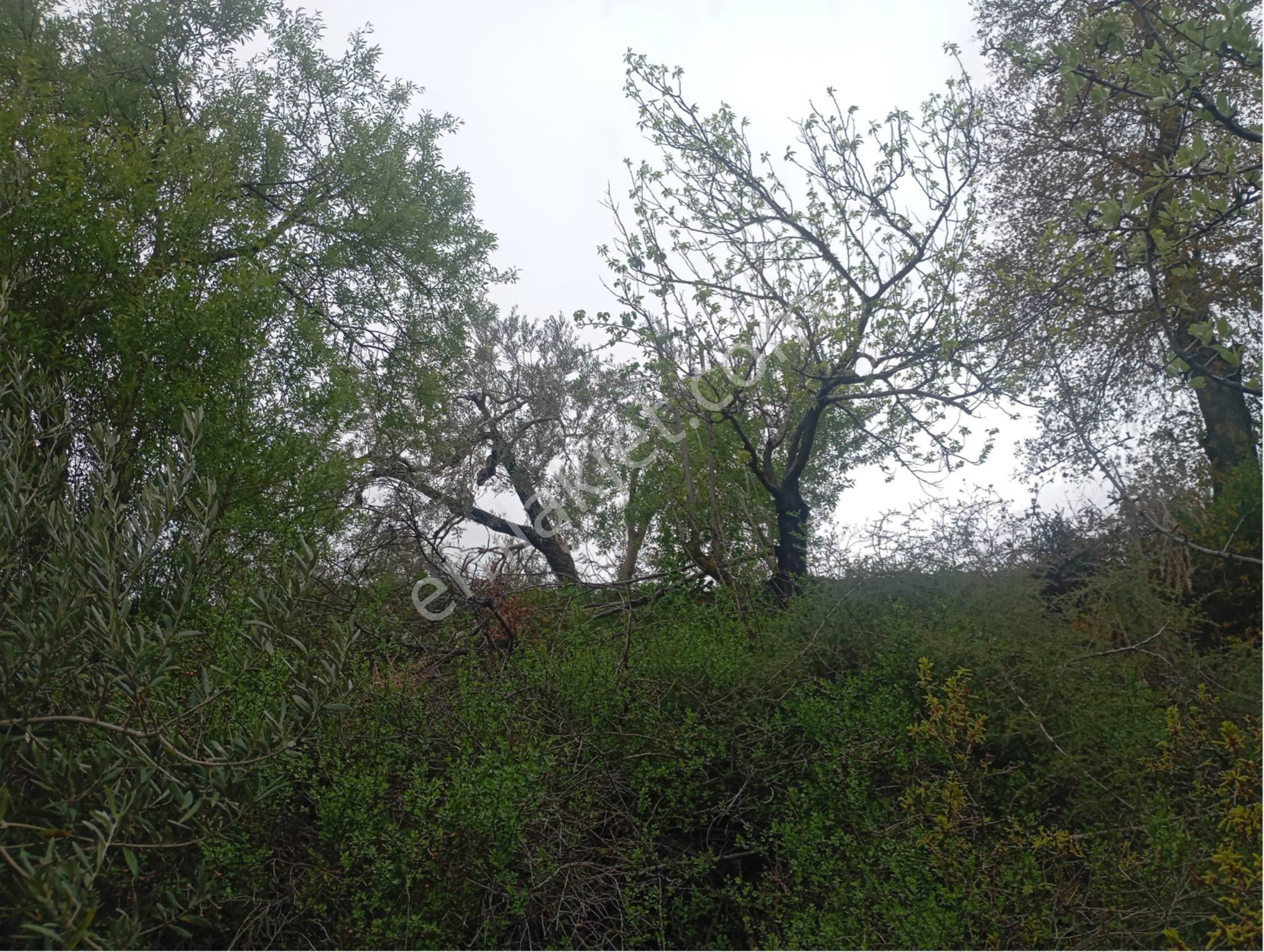Manisa Kırkağaç Musahocada Satılık Zeytinlik - Görsel 10
