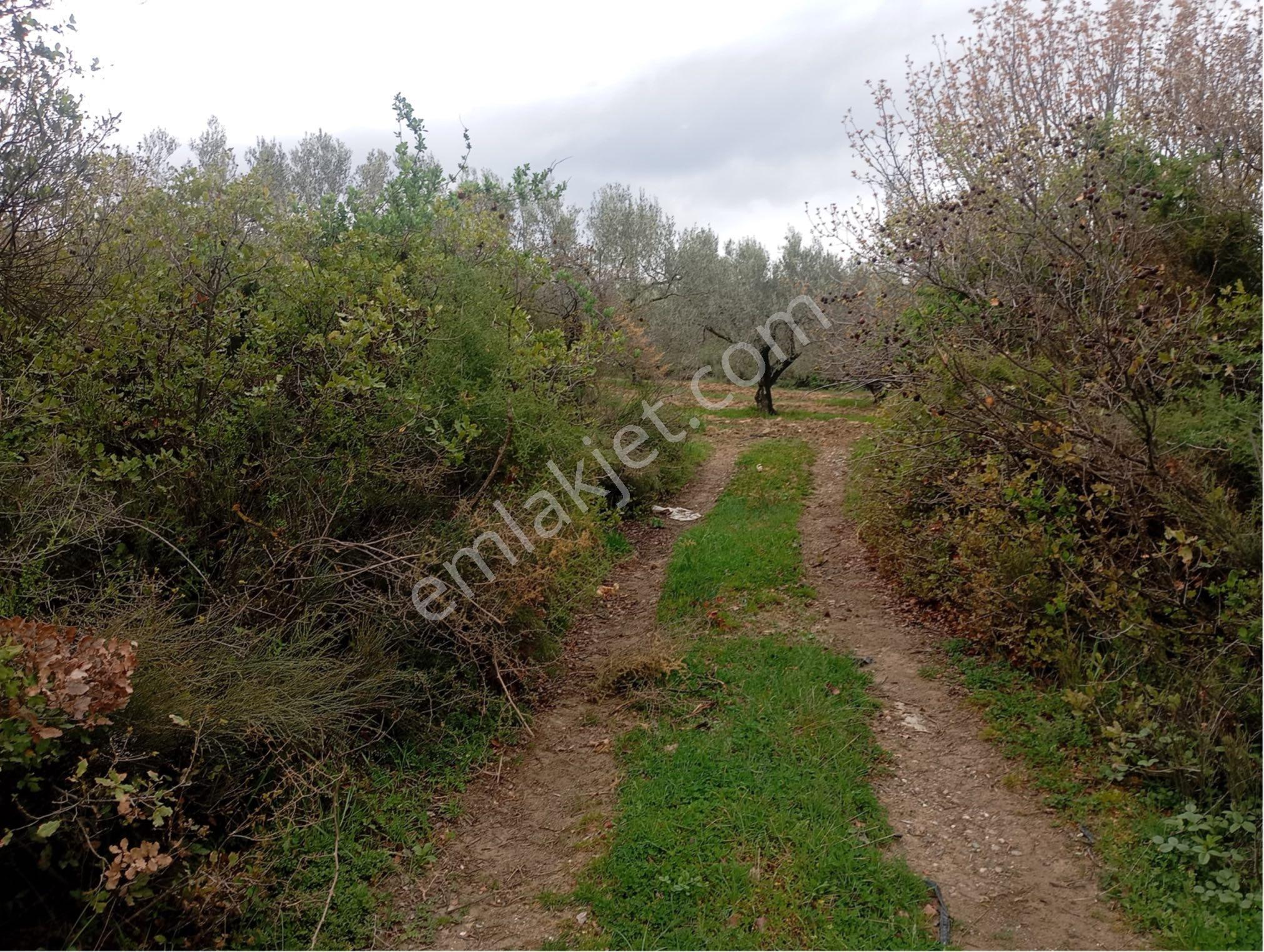 Manisa Kırkağaç Musahocada Satılık Zeytinlik - Görsel 16
