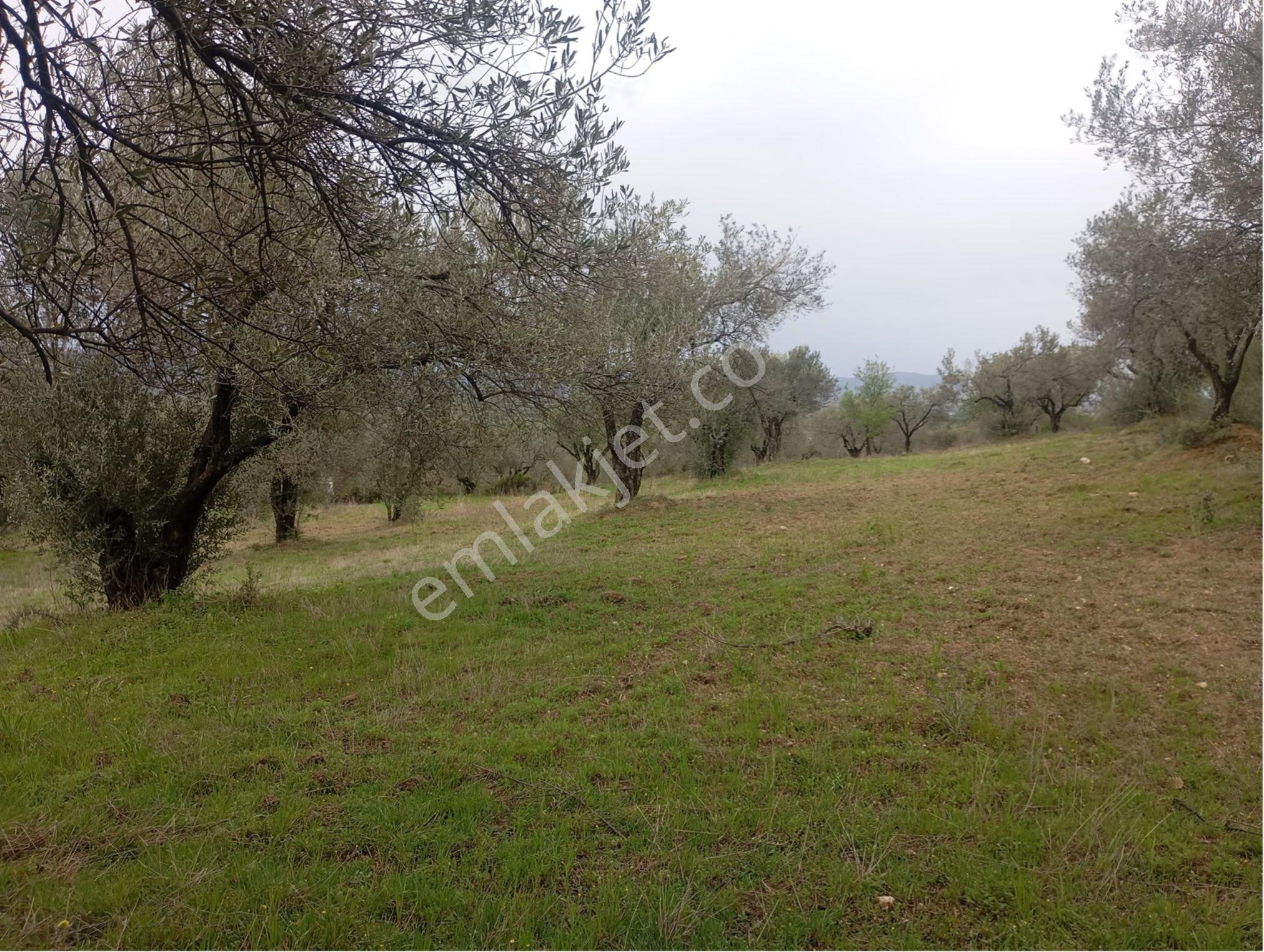 Manisa Kırkağaç Musahocada Satılık Zeytinlik