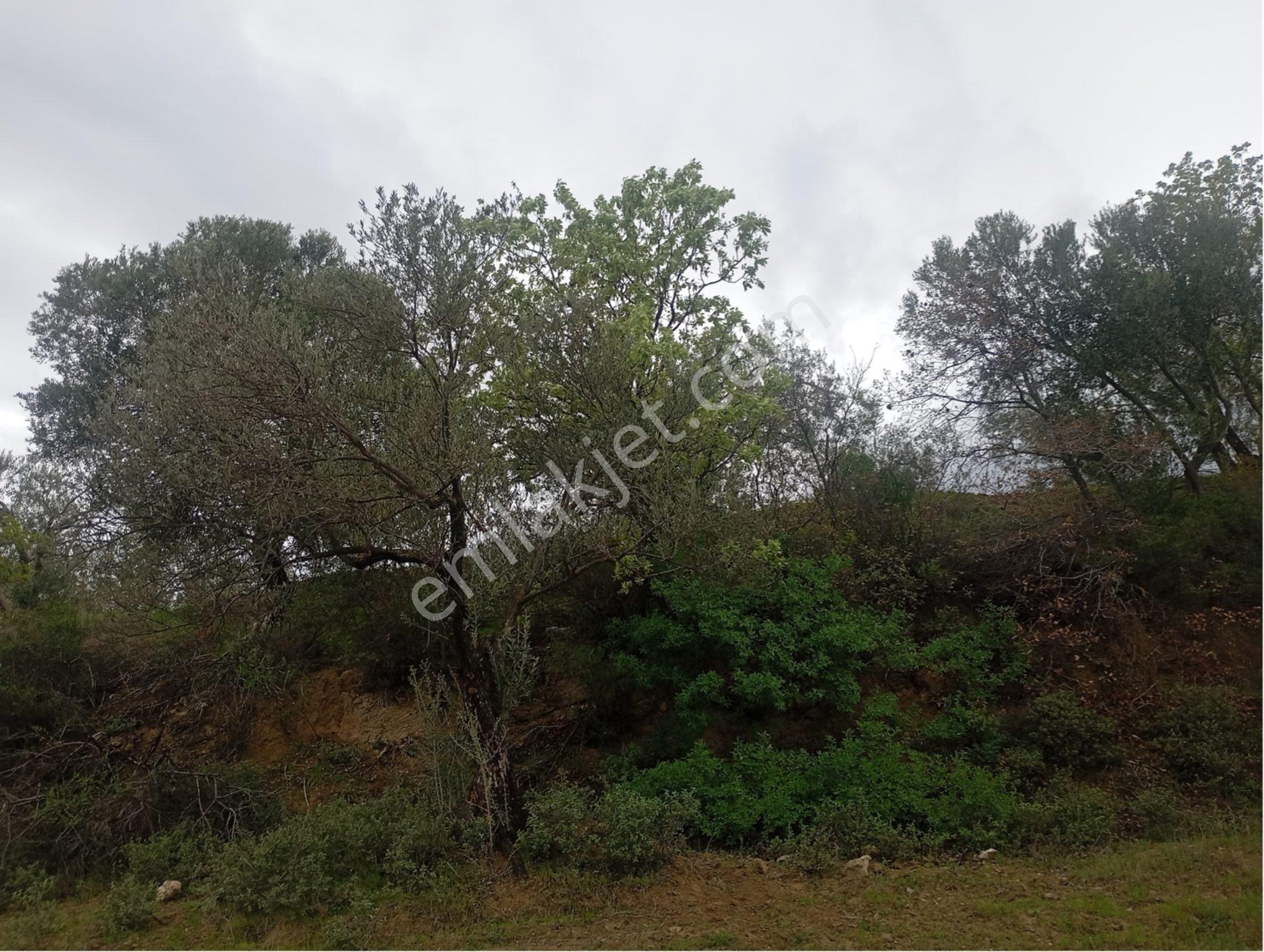 Manisa Kırkağaç Musahocada Satılık Zeytinlik - Görsel 14