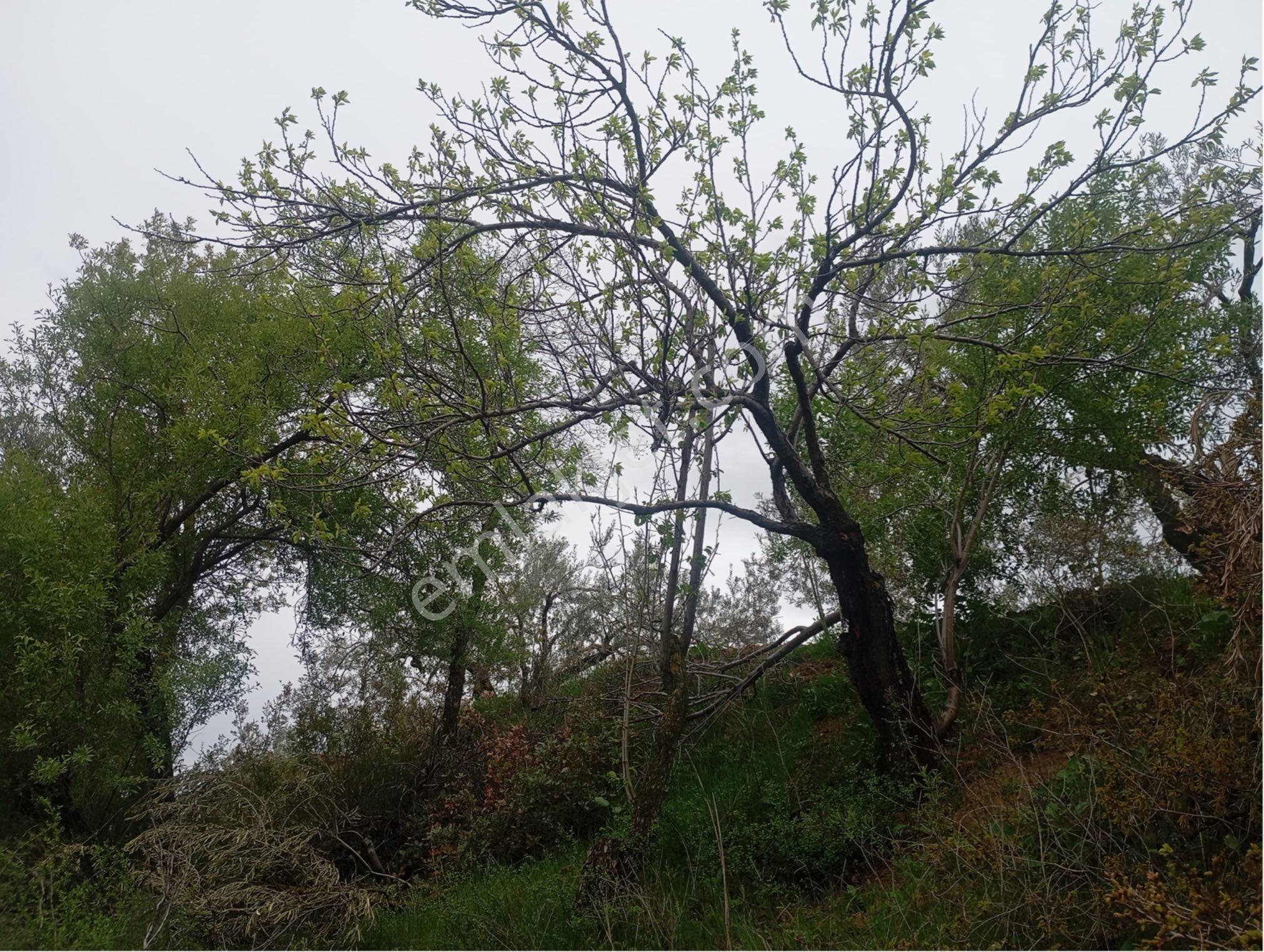 Manisa Kırkağaç Musahocada Satılık Zeytinlik - Görsel 7