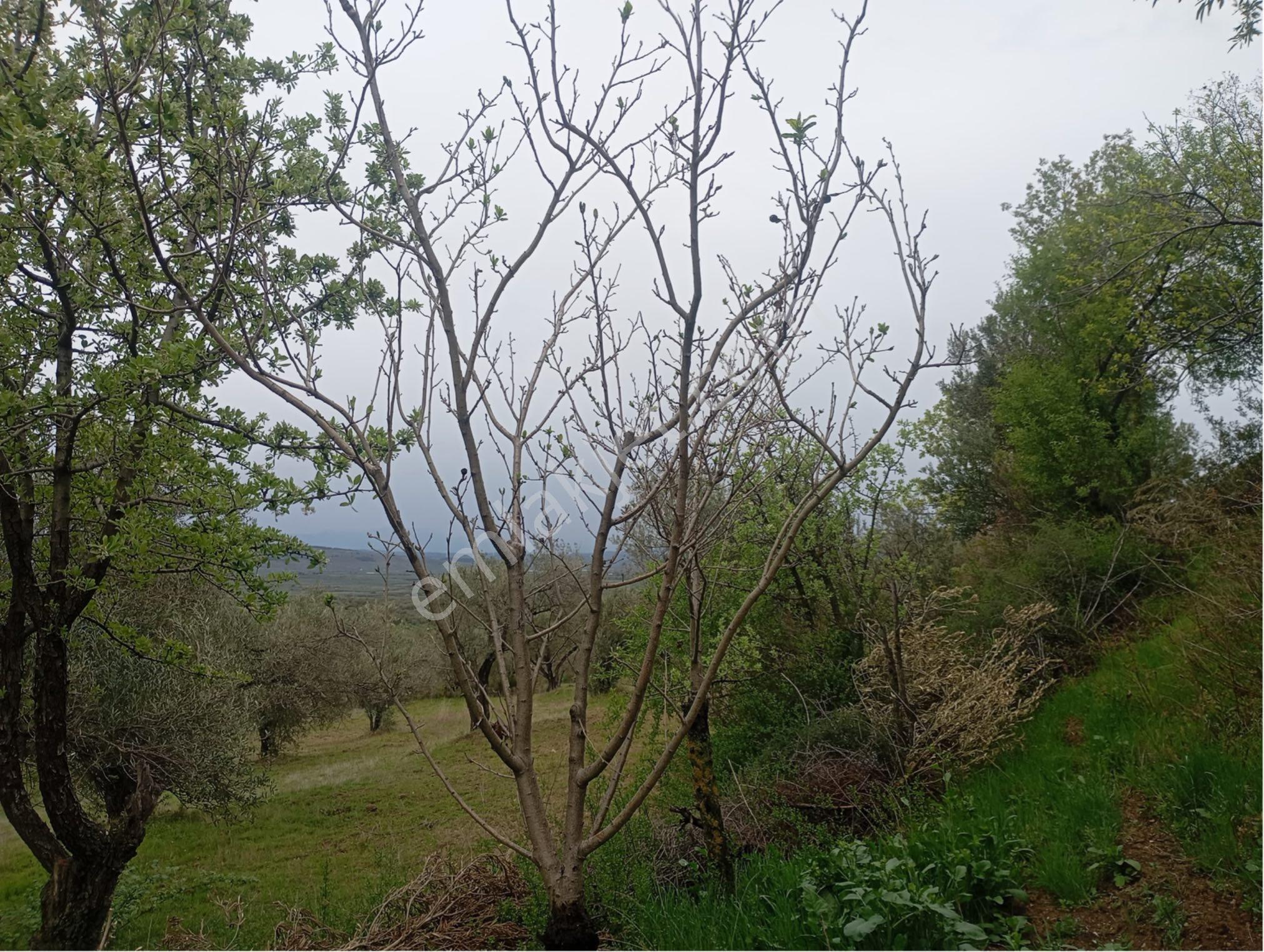 Manisa Kırkağaç Musahocada Satılık Zeytinlik - Görsel 4