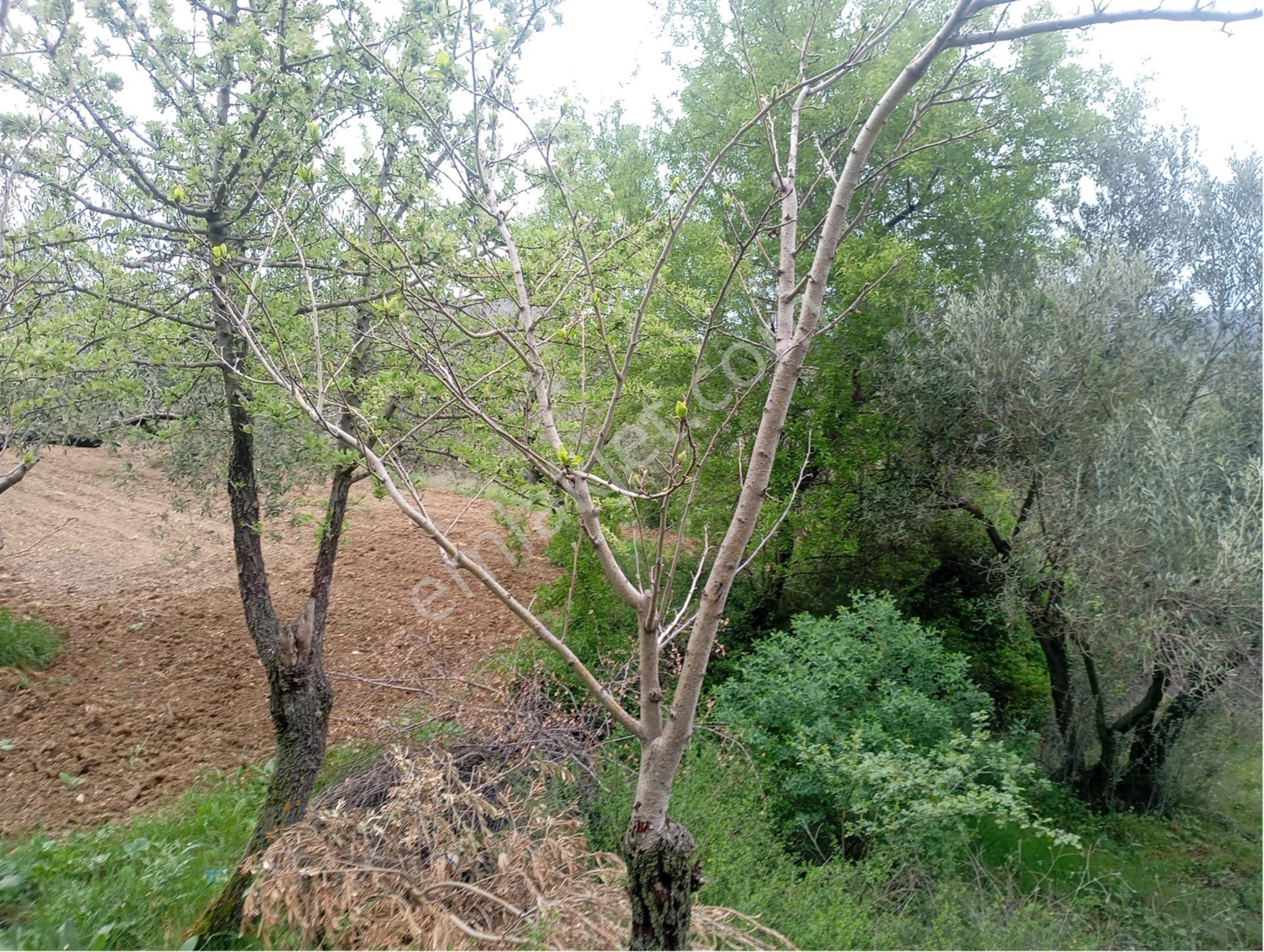 Manisa Kırkağaç Musahocada Satılık Zeytinlik - Görsel 6