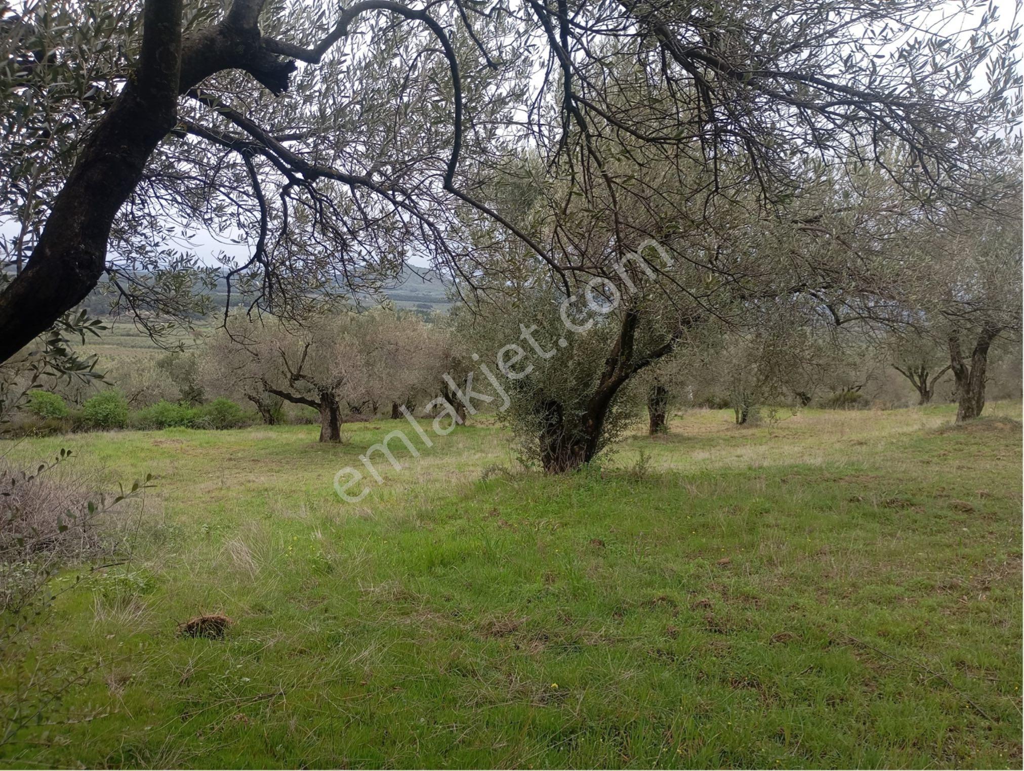 Manisa Kırkağaç Musahocada Satılık Zeytinlik - Görsel 2