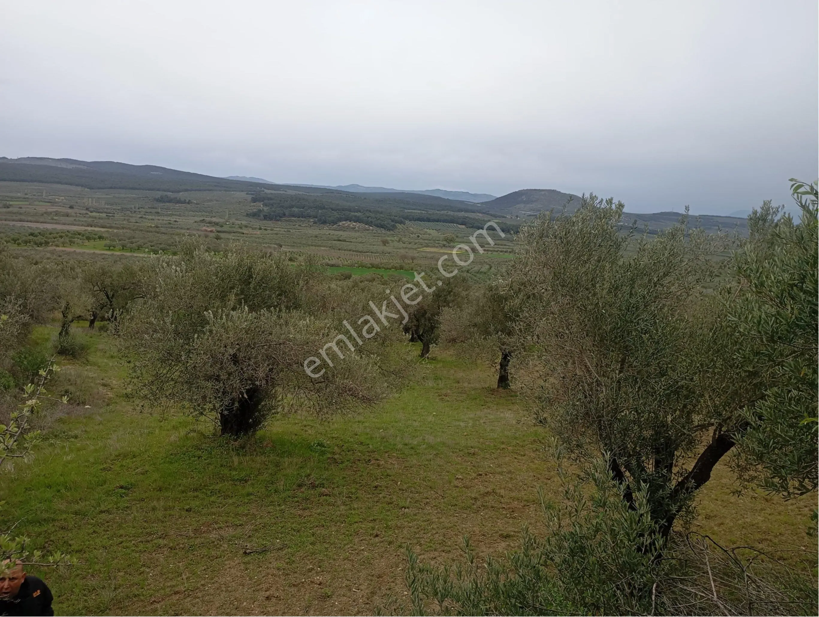Manisa Kırkağaç Musahocada Satılık Zeytinlik - Görsel 3