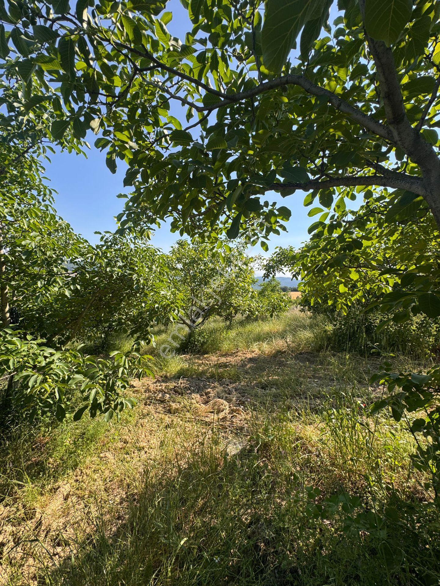 🌿 Yüksek Verimli Meyve Ağaçlarıyla Donatılmış Satılık Tarla - Görsel 12