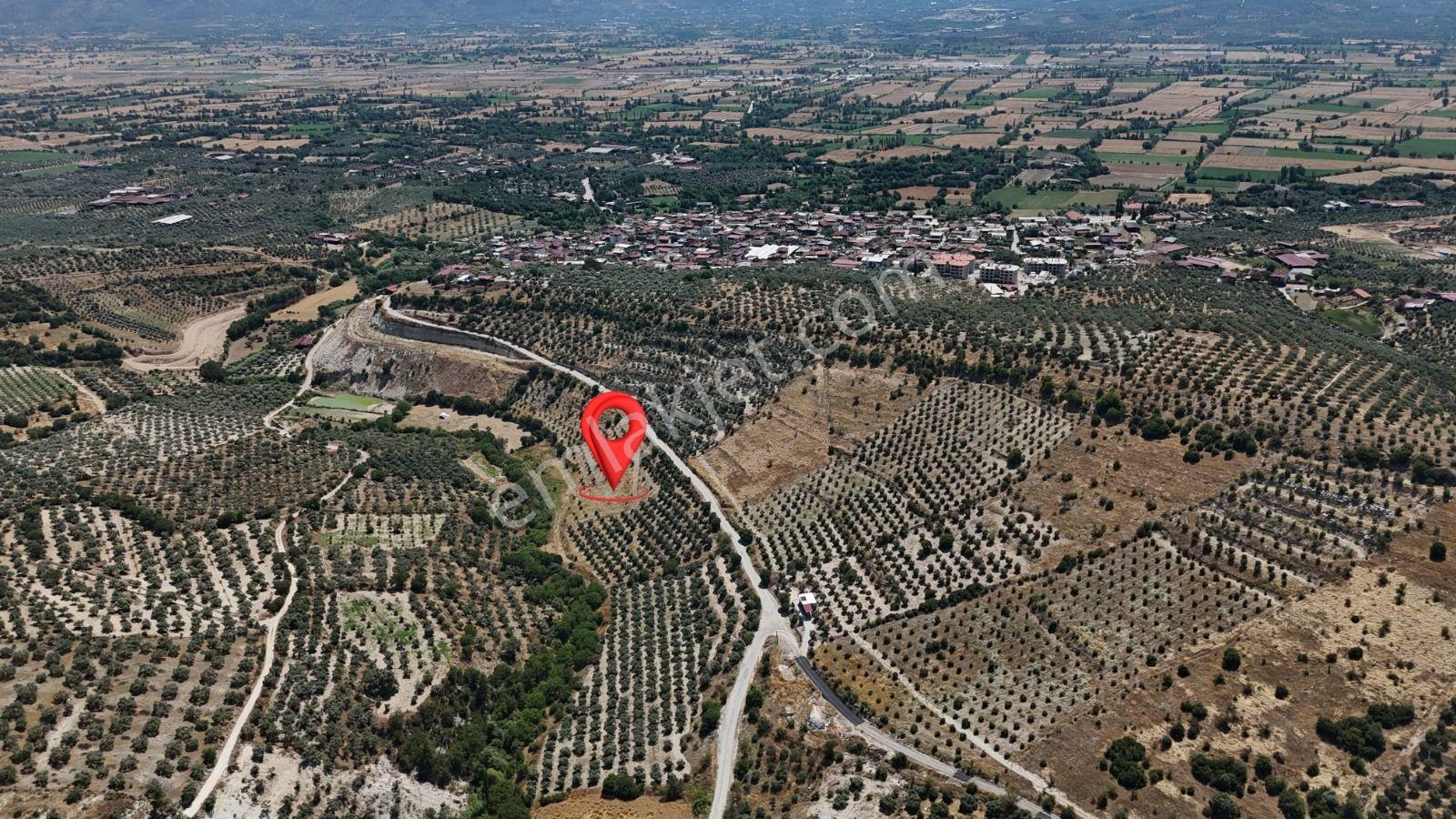 Bozdoğan Yazıkent'de Kaçırılmayacak Fırsat Zeytinlik - Görsel 4