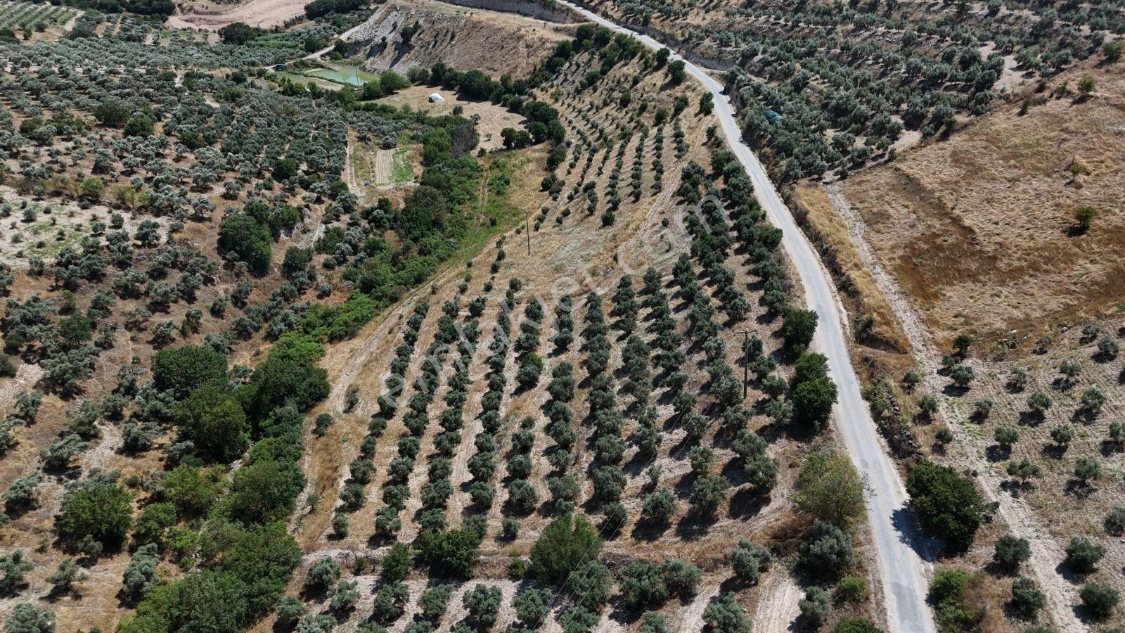 Bozdoğan Yazıkent'de Kaçırılmayacak Fırsat Zeytinlik - Görsel 25