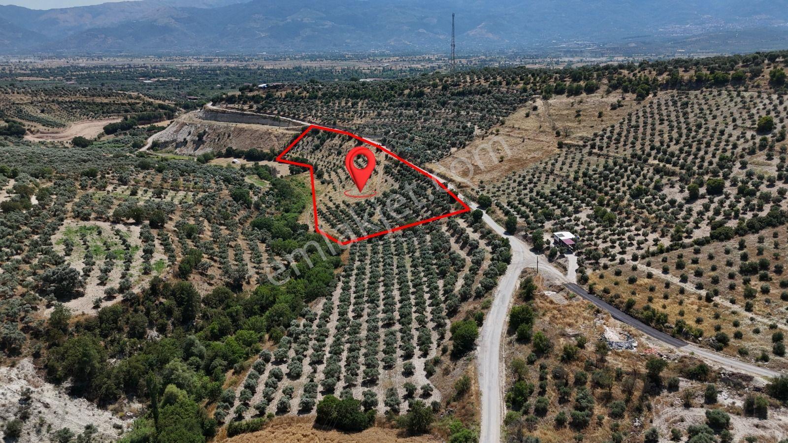 Bozdoğan Yazıkent'de Kaçırılmayacak Fırsat Zeytinlik - Görsel 2