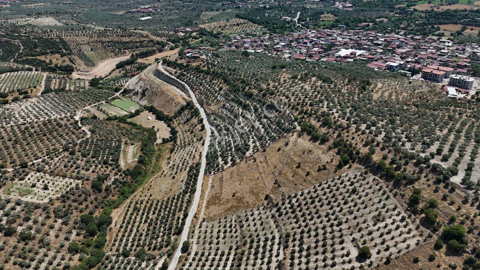 Bozdoğan Yazıkent'de Kaçırılmayacak Fırsat Zeytinlik - Görsel 20