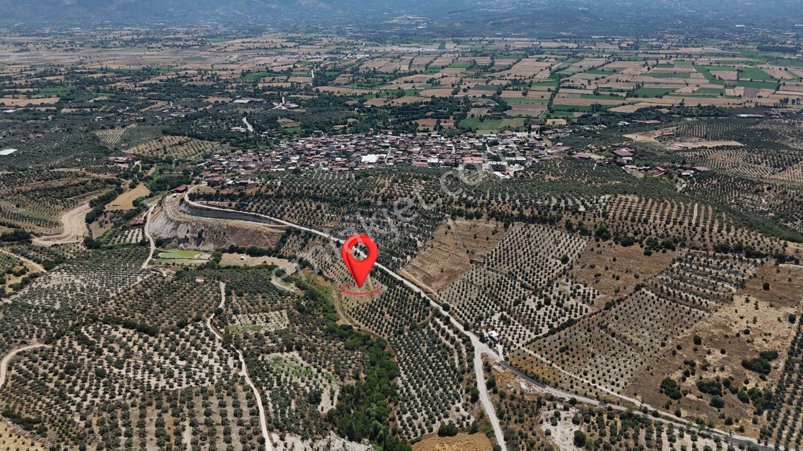 Bozdoğan Yazıkent'de Kaçırılmayacak Fırsat Zeytinlik - Görsel 3