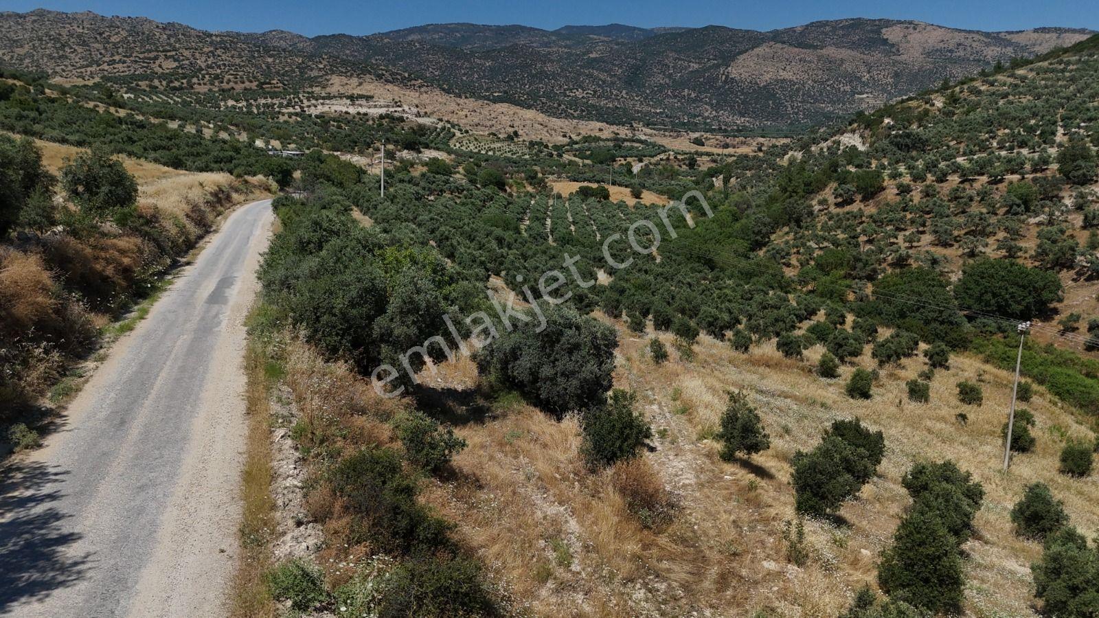 Bozdoğan Yazıkent'de Kaçırılmayacak Fırsat Zeytinlik - Görsel 29