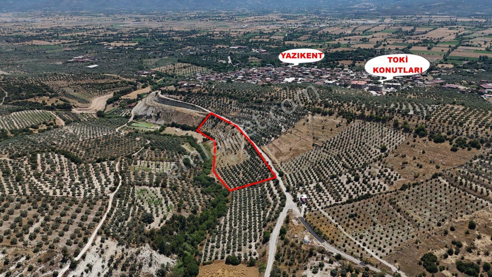 Bozdoğan Yazıkent'de Kaçırılmayacak Fırsat Zeytinlik