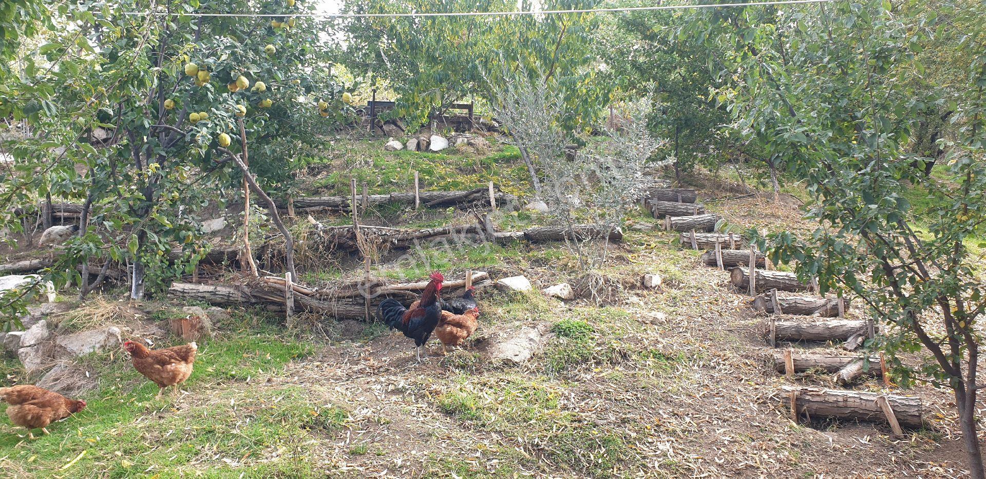 Ev, Bahçe, Hobi Bahçesi, Tarih - Görsel 23