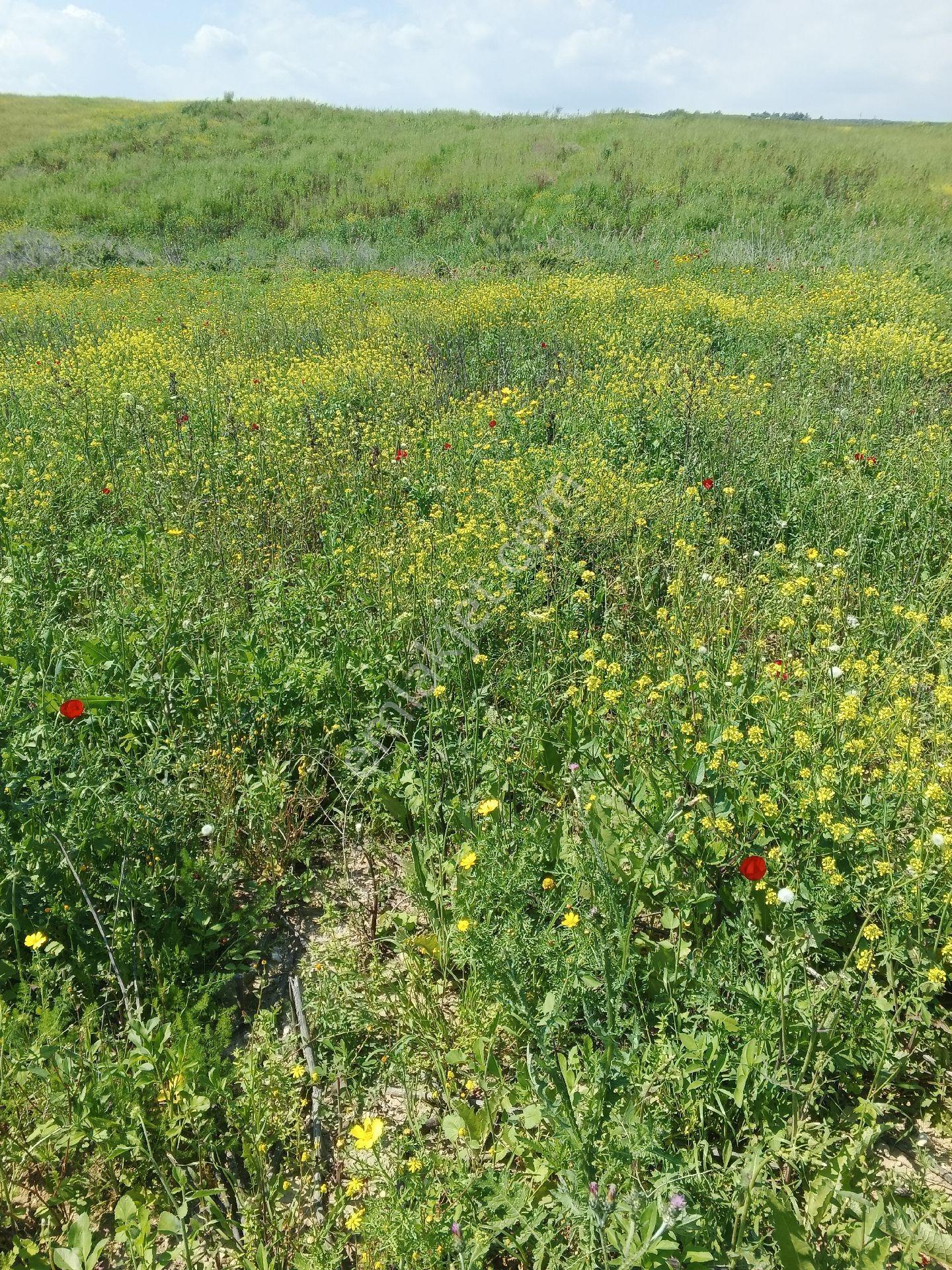 Tarsus Eskişehir Mah 2100 M2 - Görsel 2
