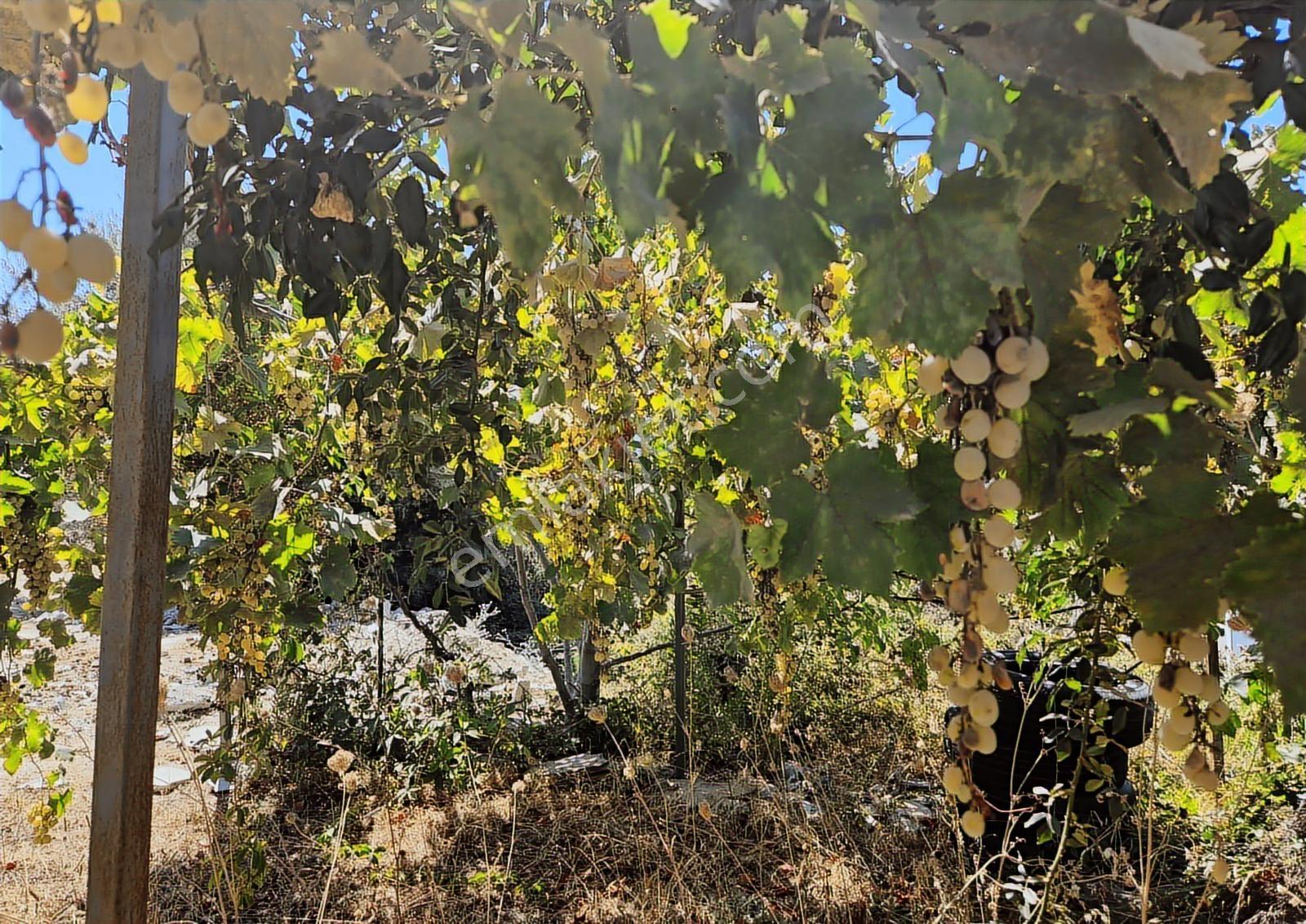 Aydın Kuşadası Soğucak Satılık İmarlı Arsa Denize 3 Km - Görsel 18