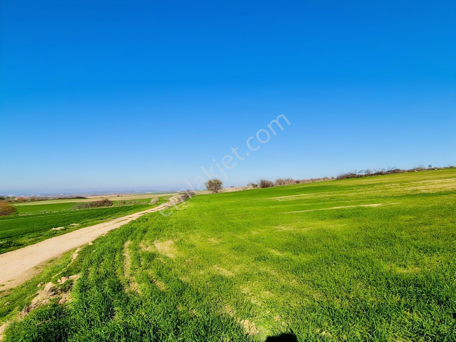 Edirne İpsala Sarpdere-satılık Tarla-yolu Var-29 Dekar - Görsel 2