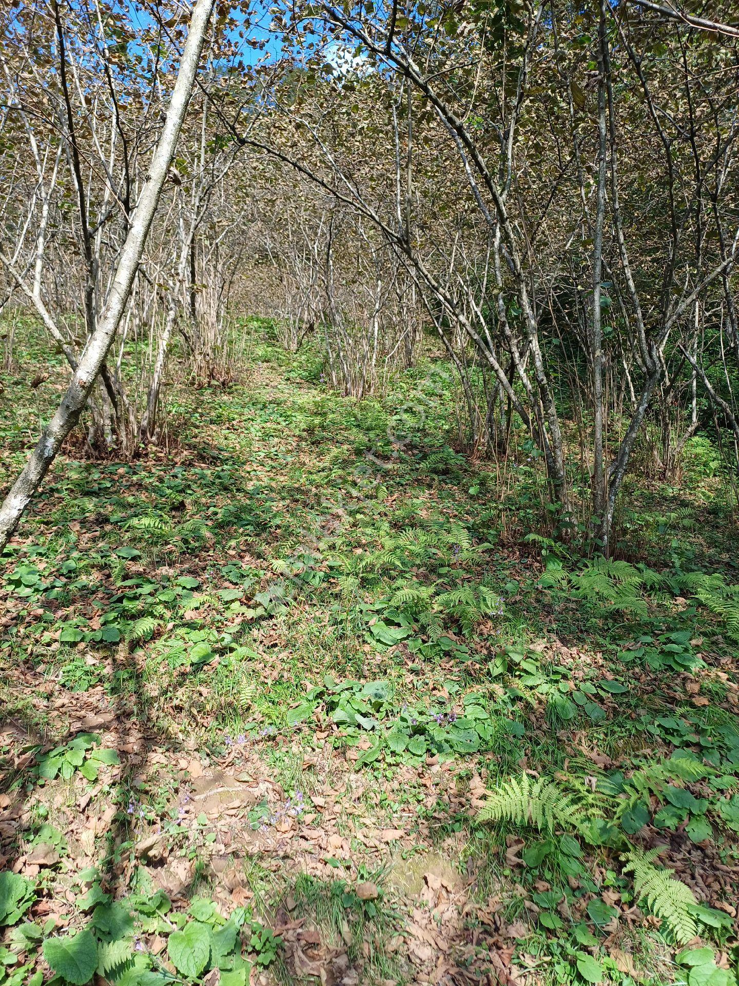 Fırsattır Kısa Süreli Fiyat Giresun Görele'de Ana Yola Cephe Müstakil Tapulu 590 M2 Parsel. - Görsel 3