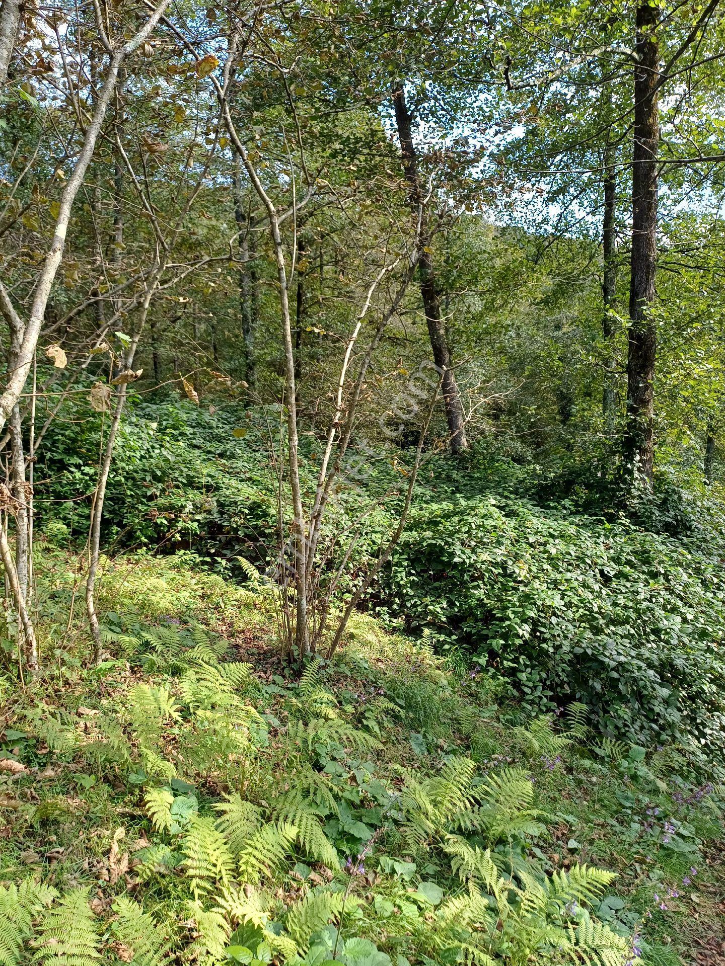 Fırsattır Kısa Süreli Fiyat Giresun Görele'de Ana Yola Cephe Müstakil Tapulu 590 M2 Parsel. - Görsel 4