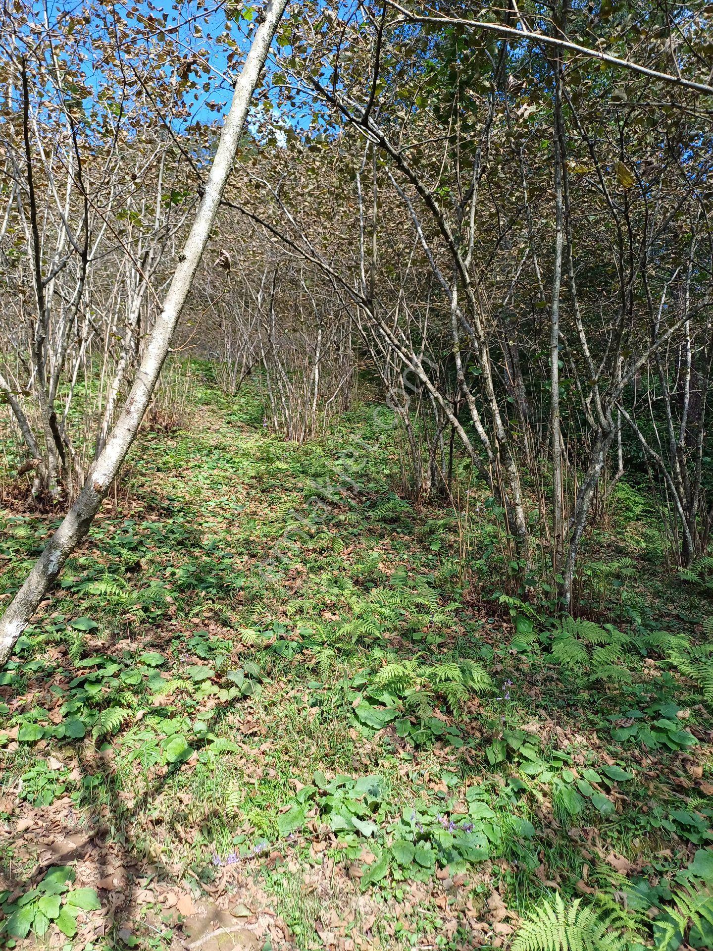 Fırsattır Kısa Süreli Fiyat Giresun Görele'de Ana Yola Cephe Müstakil Tapulu 590 M2 Parsel. - Görsel 5