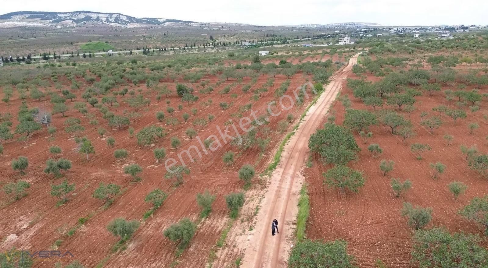 Zeytinlide 92 Metre Yol Cepheli Müstakil Tapulu Satılık Tarla - Görsel 9
