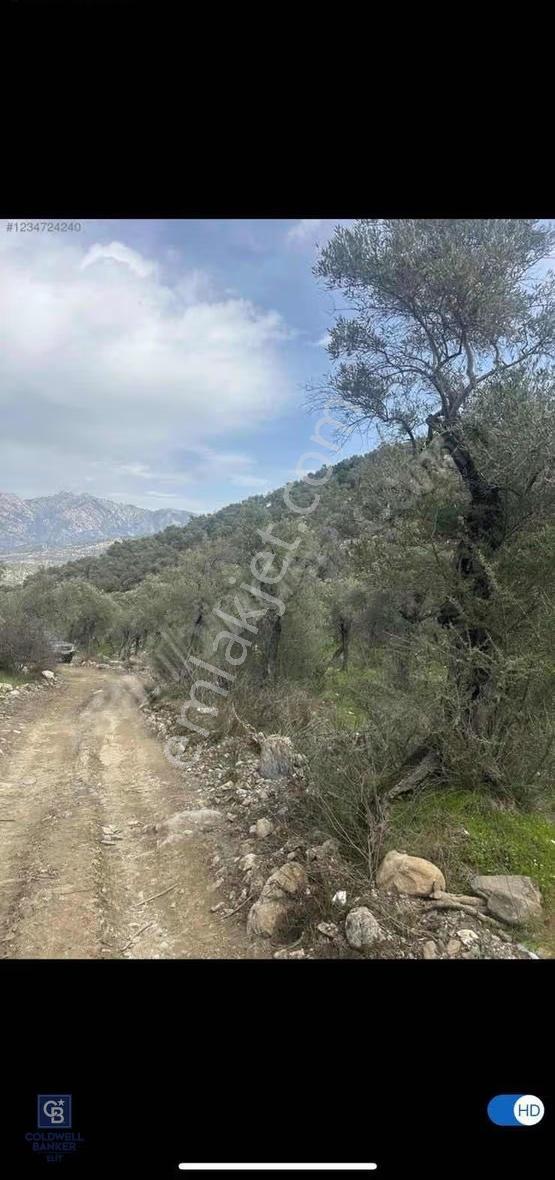 Muğla Milas Satılık Tapulu Bakımlı Zeytinlik - Ulaşımı Kolay