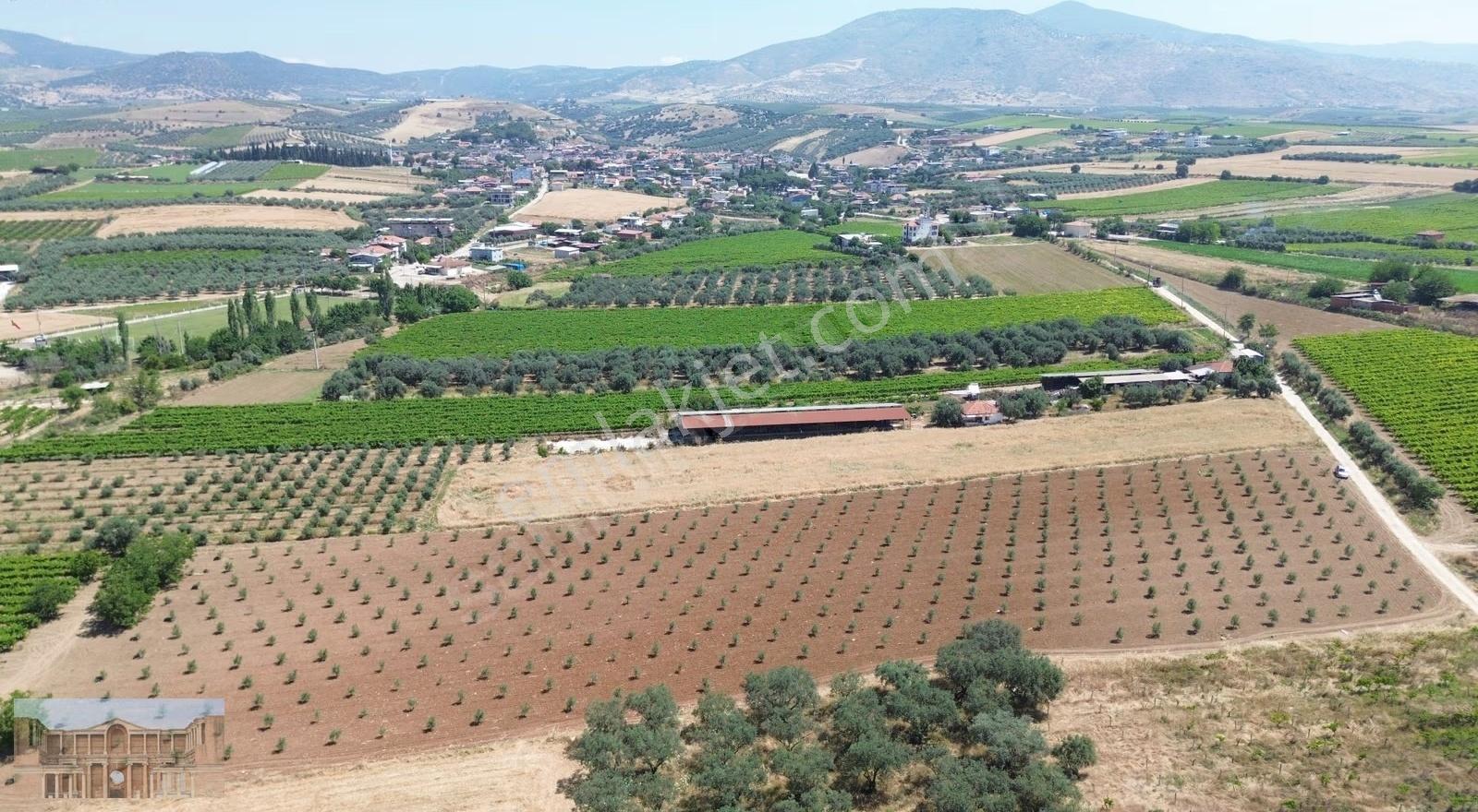 Poyrazdamlarında Satılık Yol Cepheli Satılık Zeytinlik!! - Görsel 20