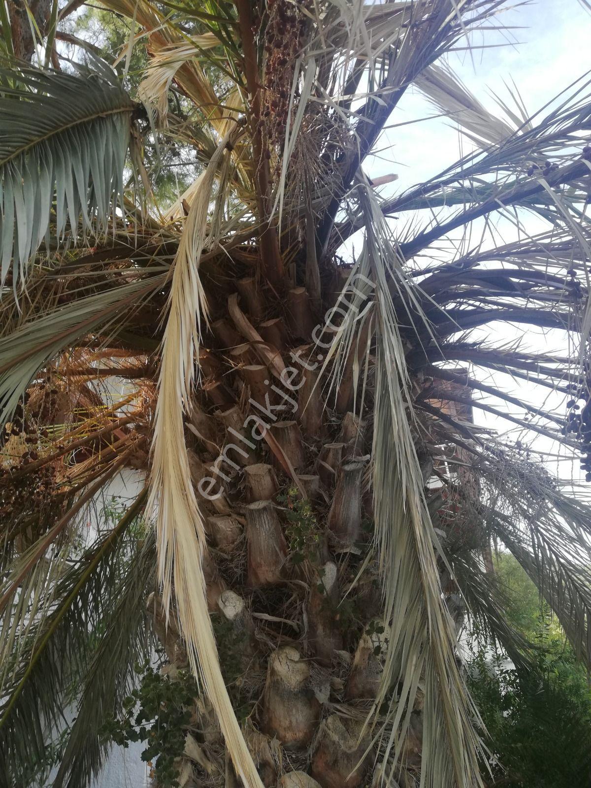 Bodrum Torba'da Satılık Tapulu Devremülk (31 Mayıs 14 Haziran) - Görsel 31
