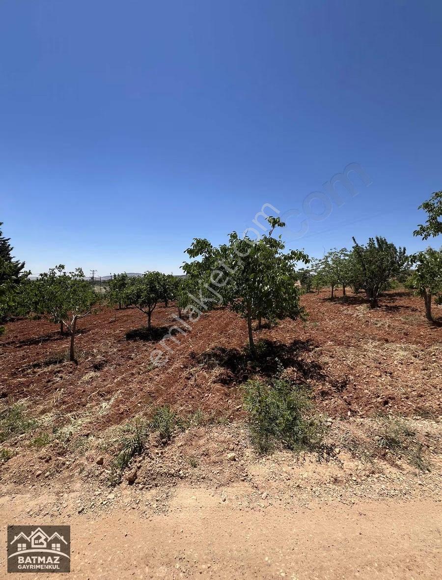 Batmaz'dan Erikli'de Satılık 2.620 M² Verimli Meyve Bahçesi - Görsel 9