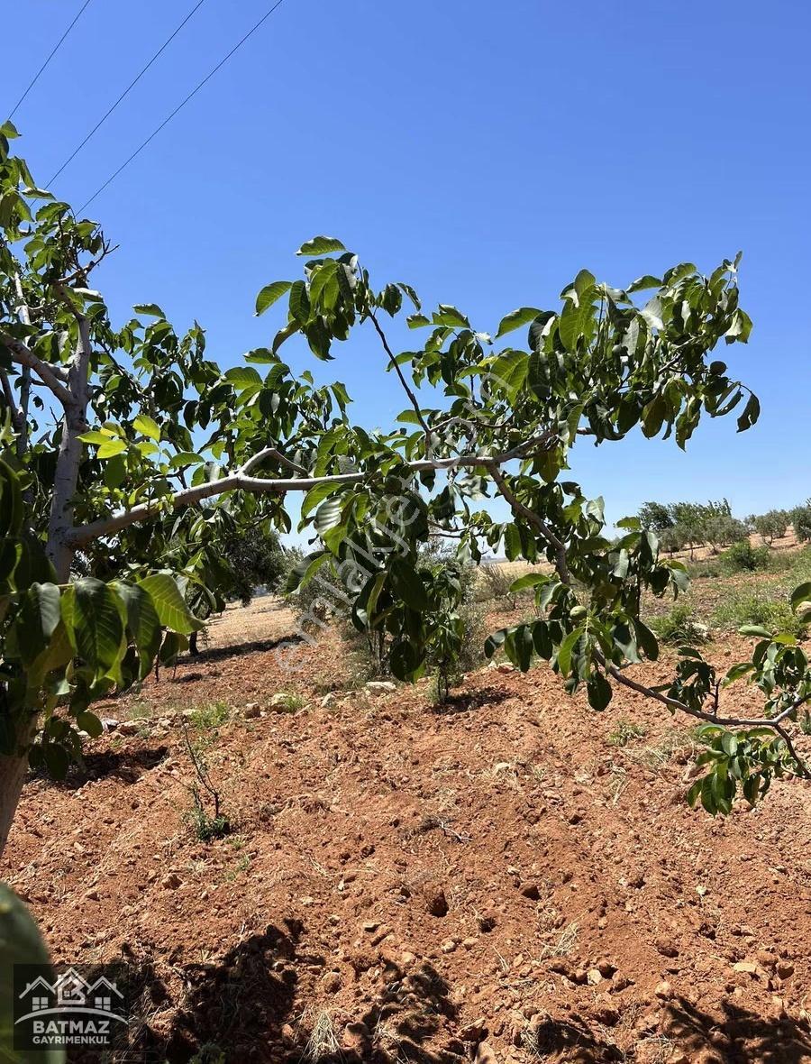 Batmaz'dan Erikli'de Satılık 2.620 M² Verimli Meyve Bahçesi - Görsel 30