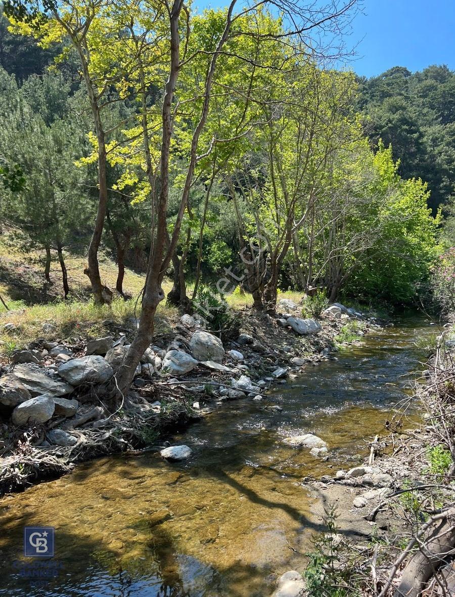 İzmir Güzelbahçe Payamlı'da Dereye Yakın Satılık Zeytinlik - Görsel 2