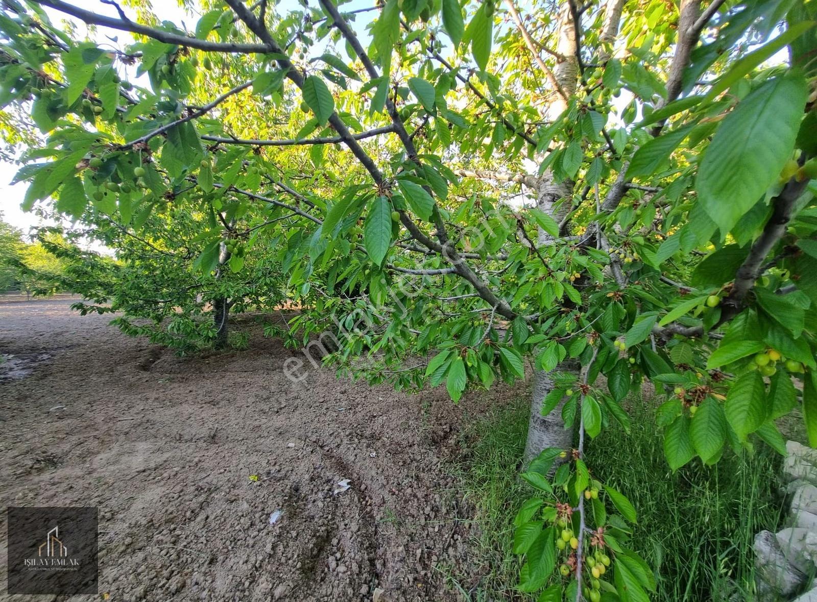 Afyon Erkmen Hürriyet Mahallesinde Kiralık Evli Bahçe - Görsel 13